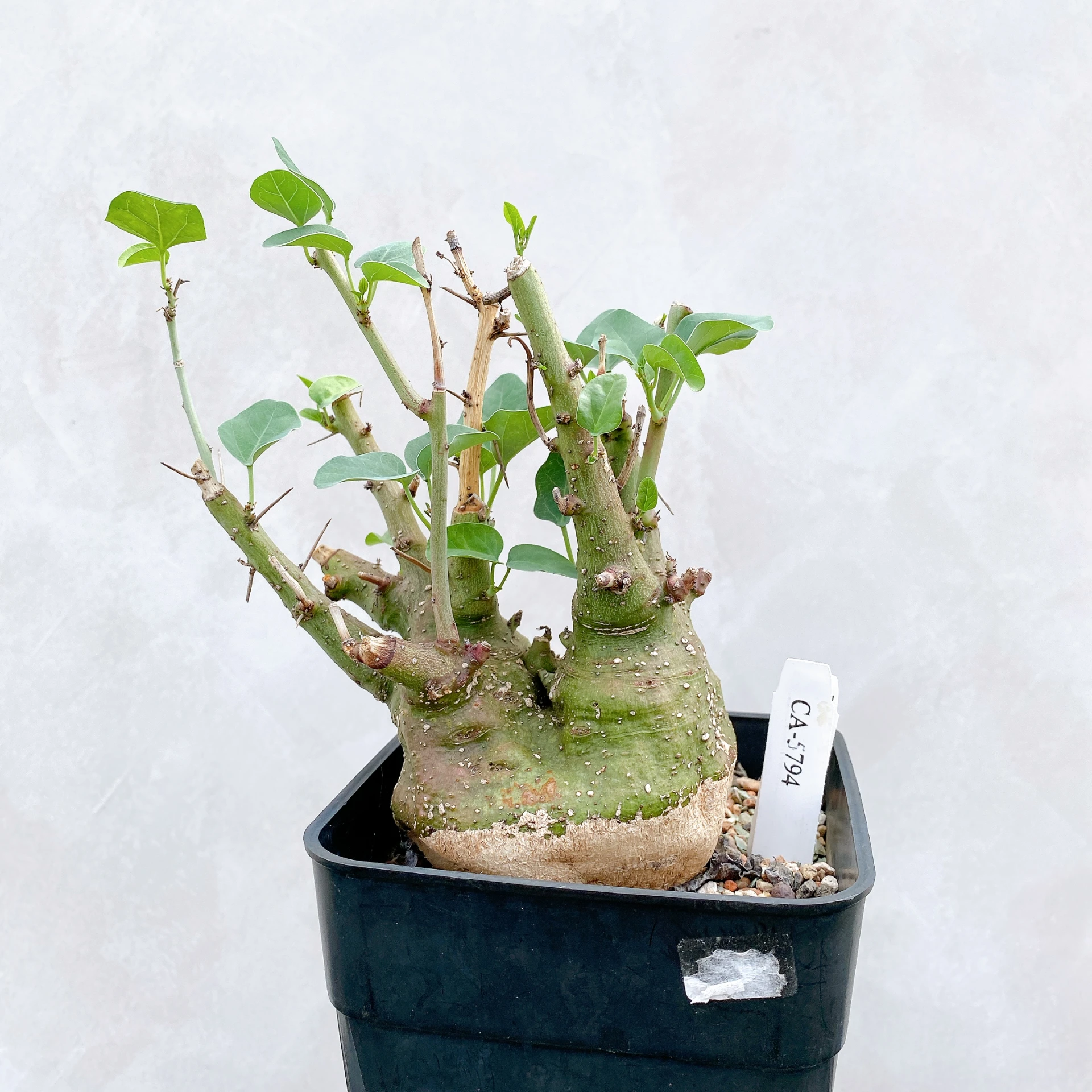 刺腺蔓 Adenia spinosa CA-5794
