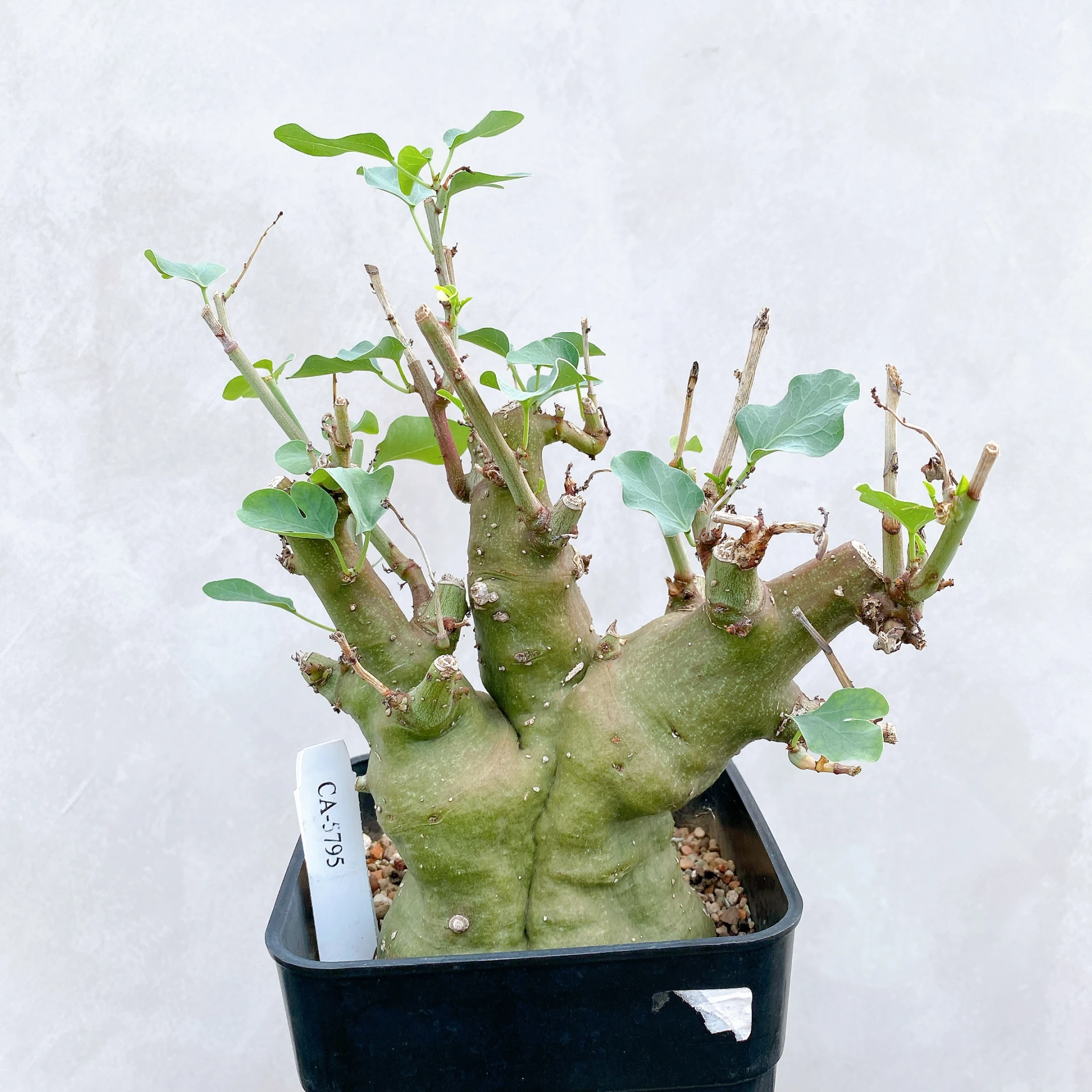 刺腺蔓 Adenia spinosa CA-5795