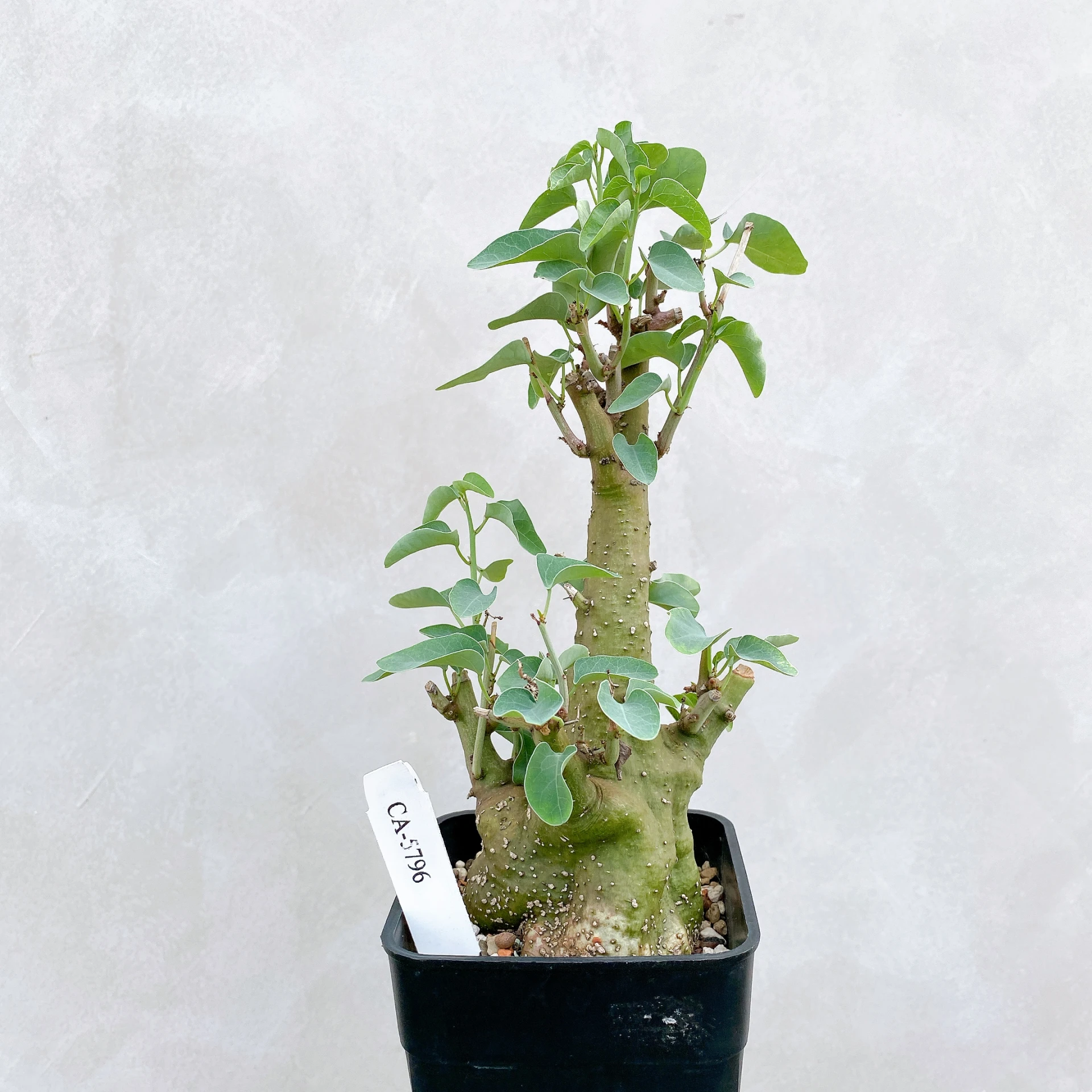 刺腺蔓 Adenia spinosa CA-5796