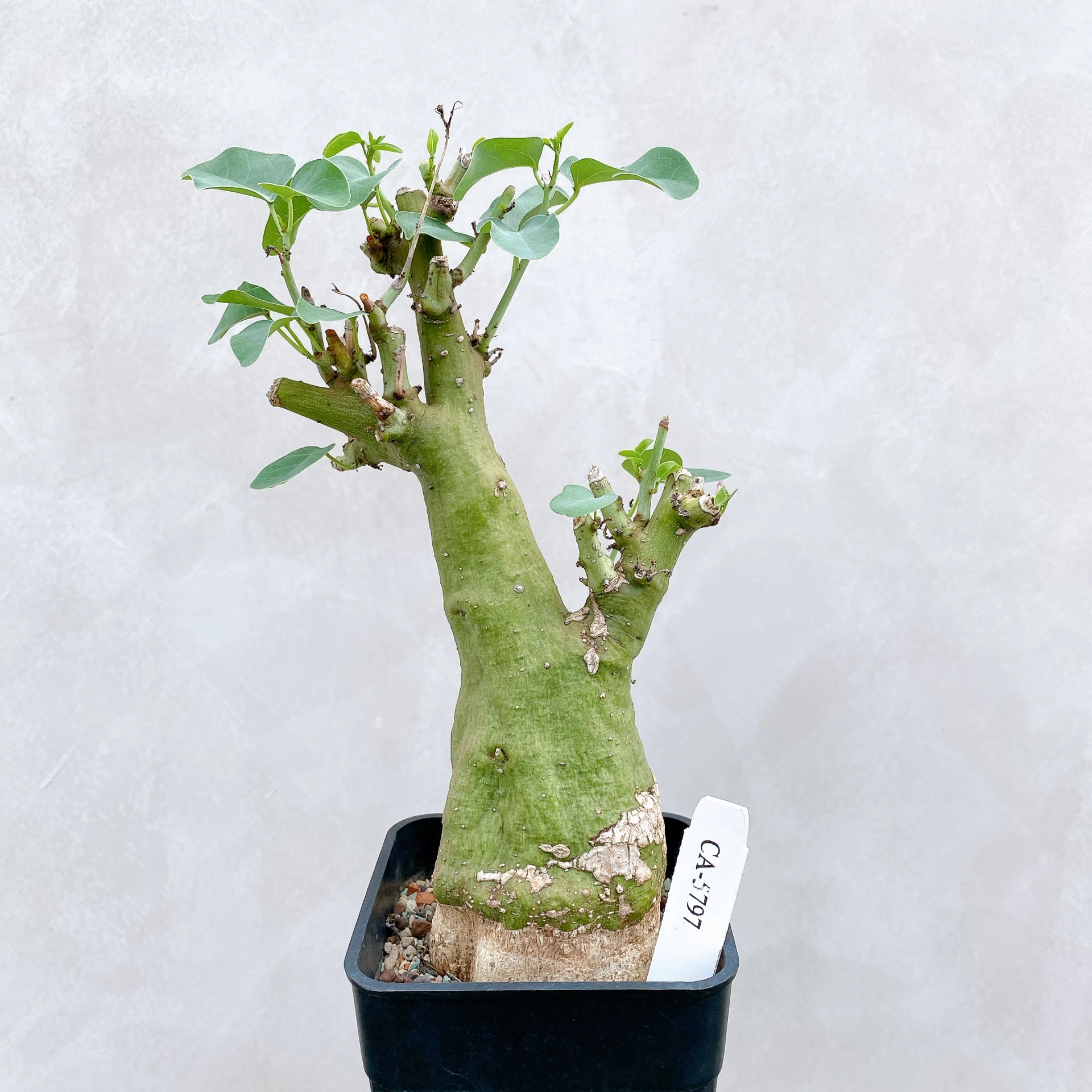 刺腺蔓 Adenia spinosa CA-5797