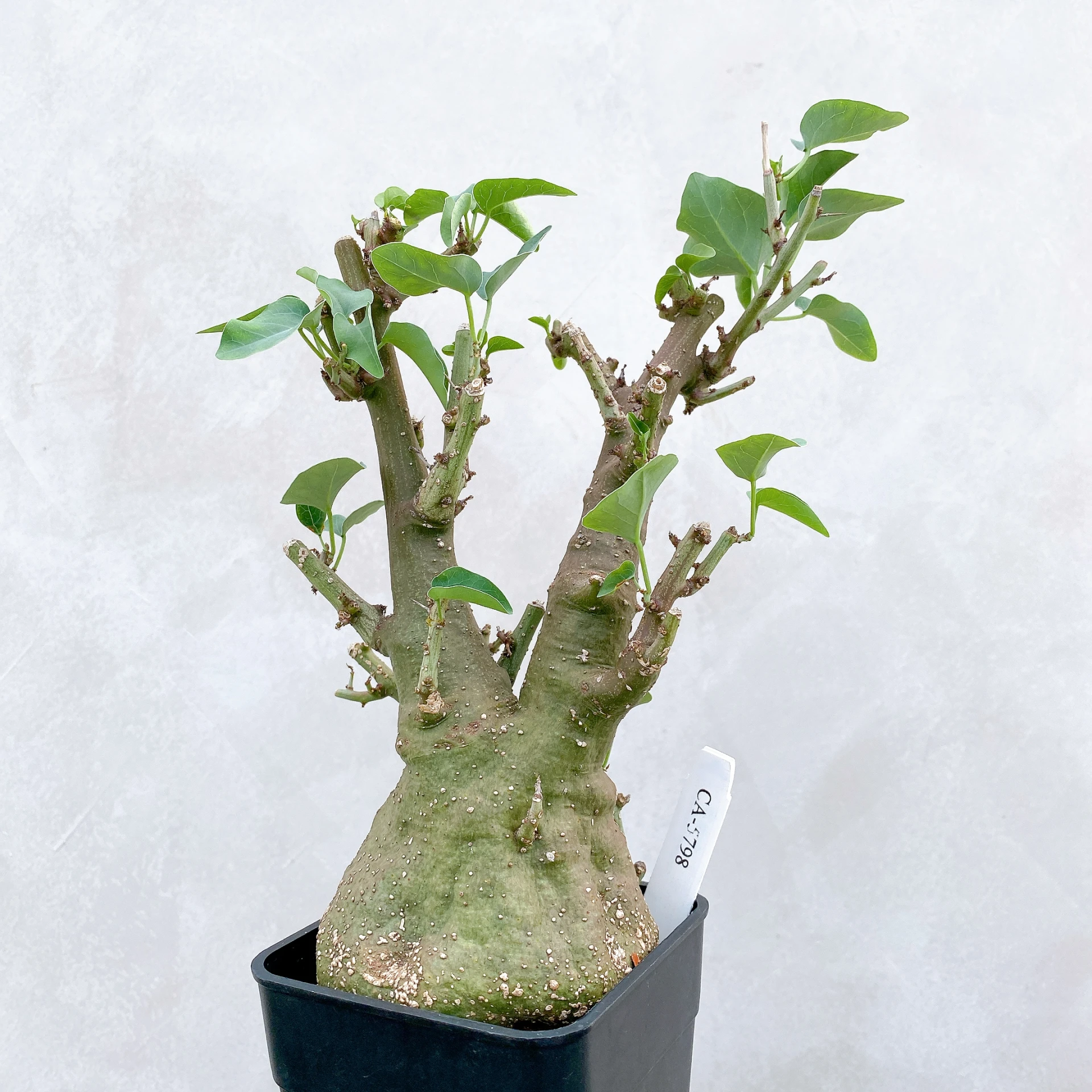 刺腺蔓 Adenia spinosa CA-5798