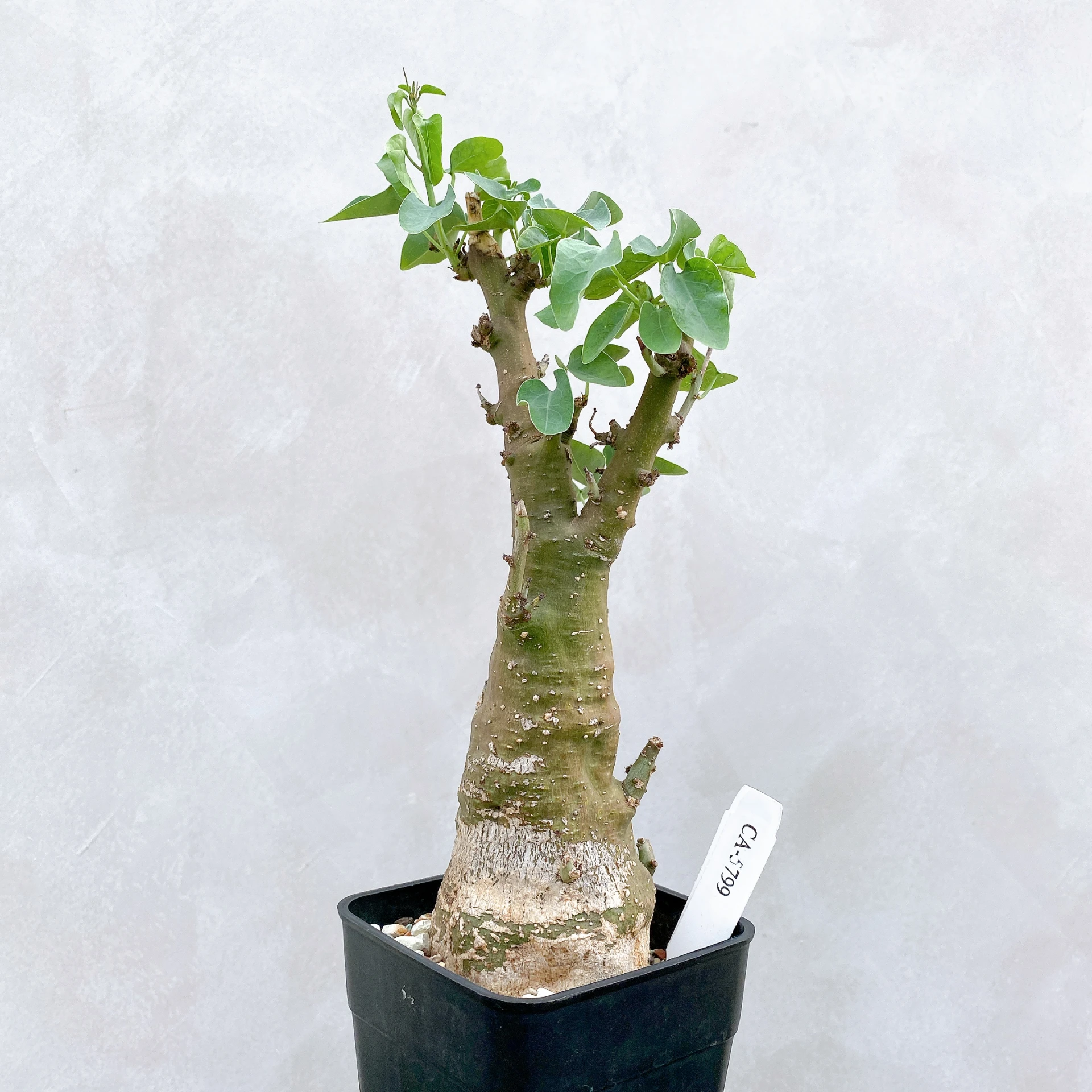 刺腺蔓 Adenia spinosa CA-5799