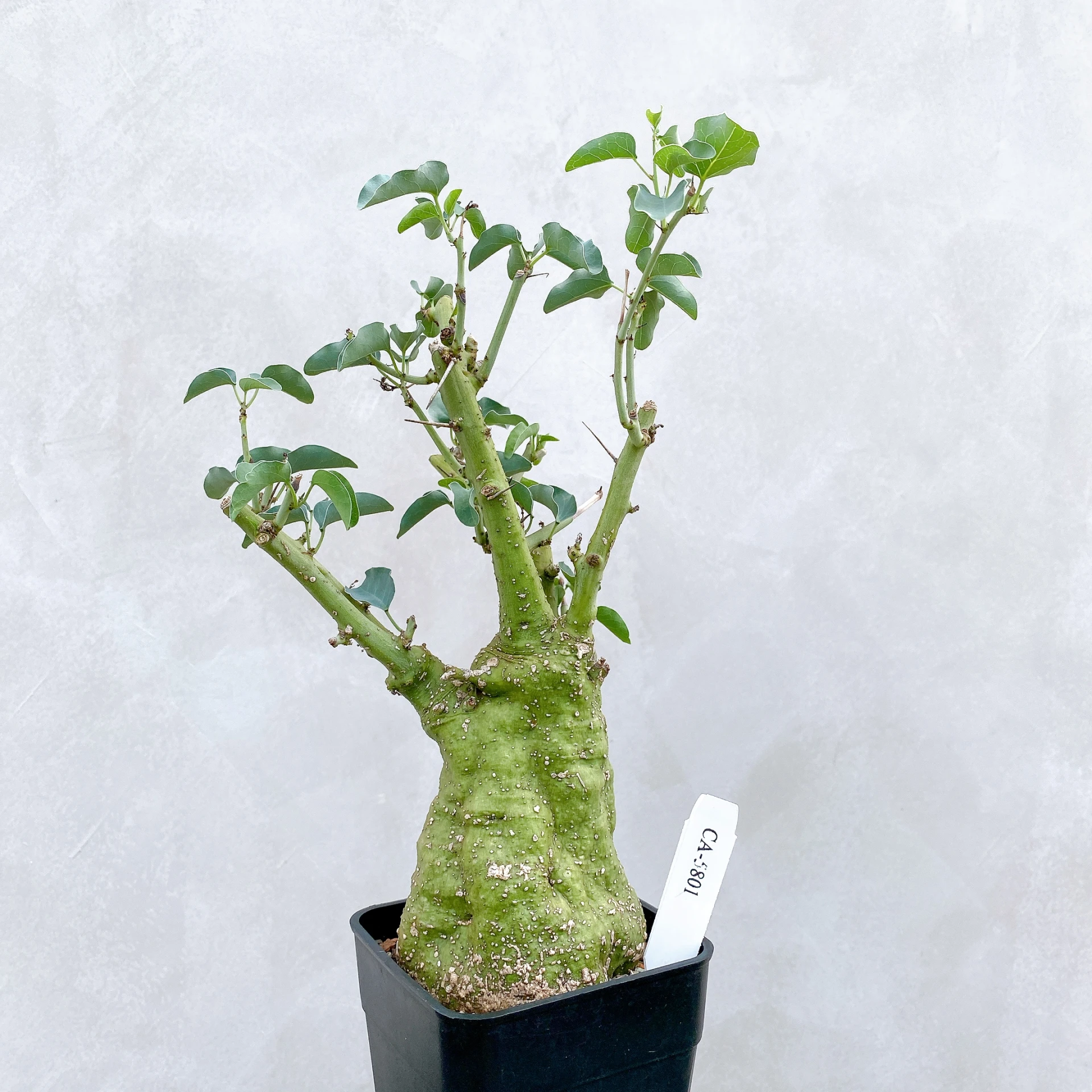刺腺蔓 Adenia spinosa CA-5801