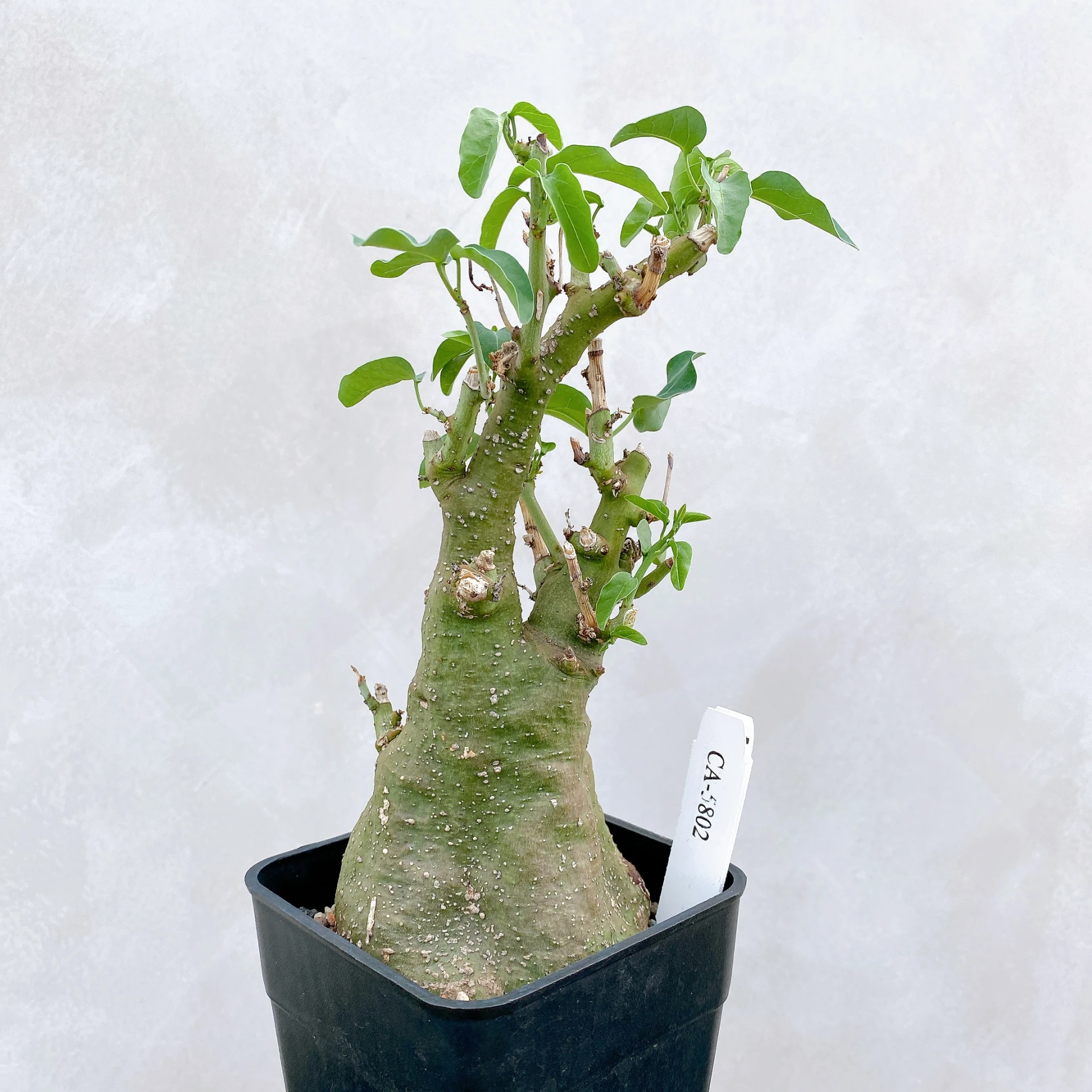 刺腺蔓 Adenia spinosa CA-5802