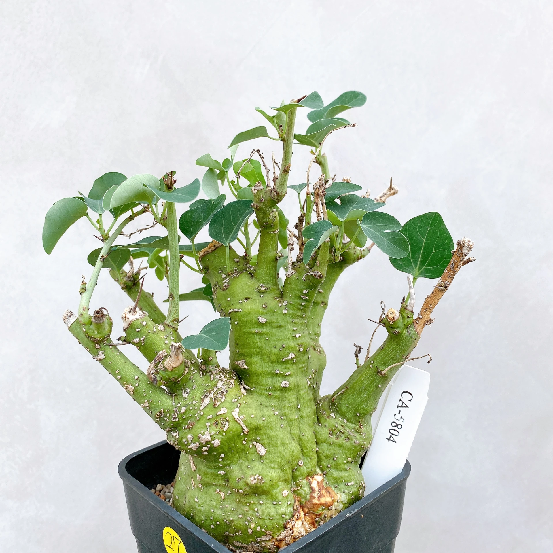 刺腺蔓 Adenia spinosa CA-5804