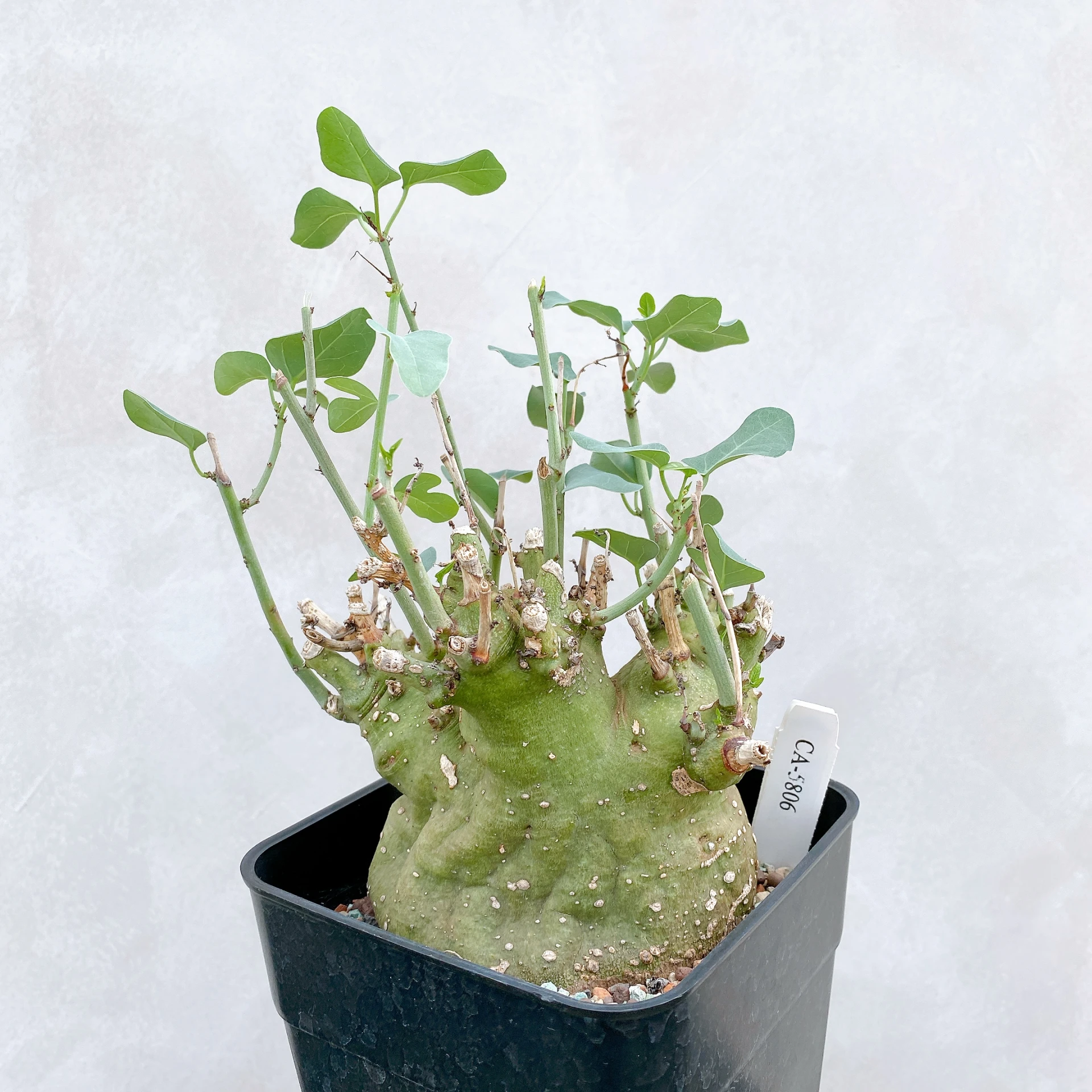 刺腺蔓 Adenia spinosa CA-5806