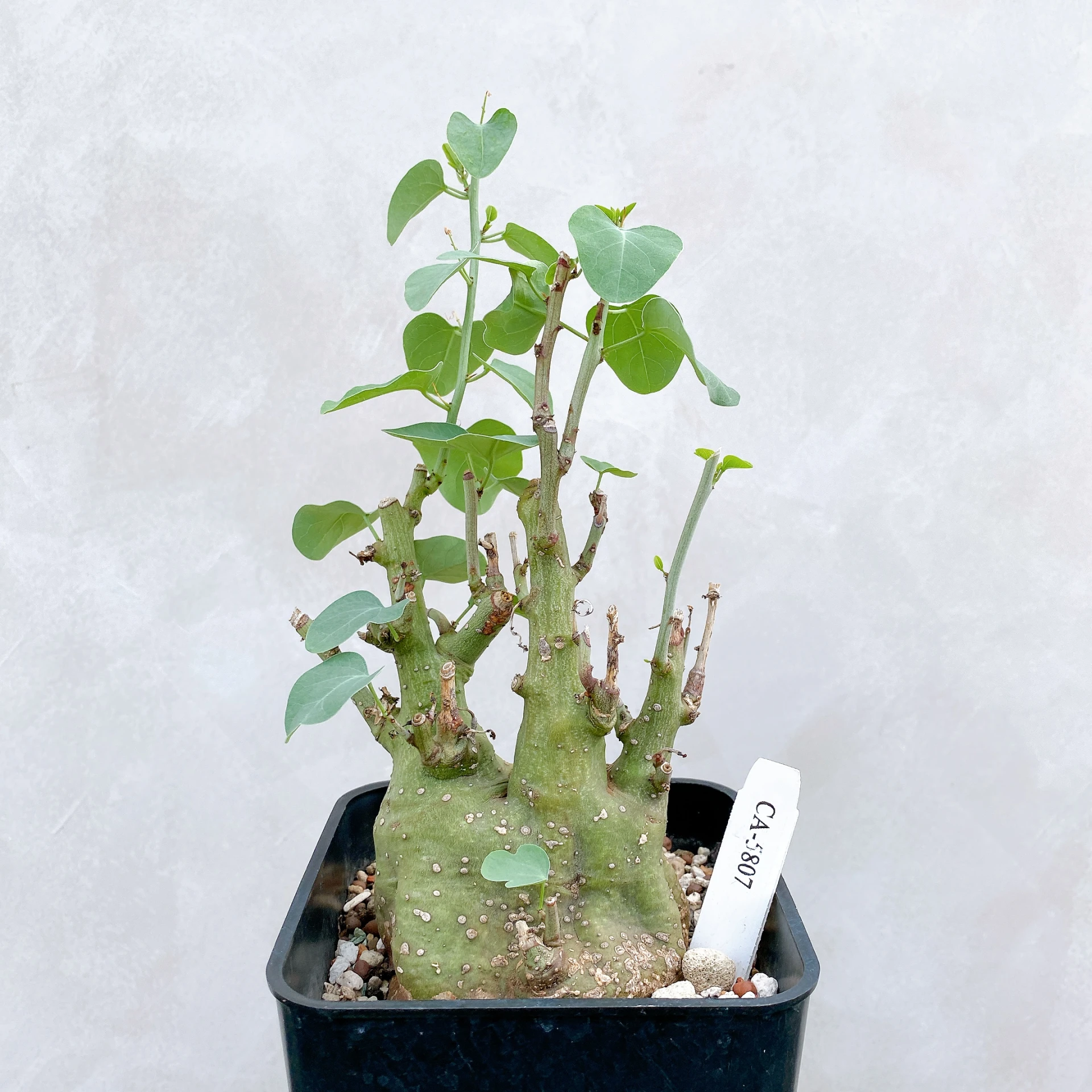 刺腺蔓 Adenia spinosa CA-5807