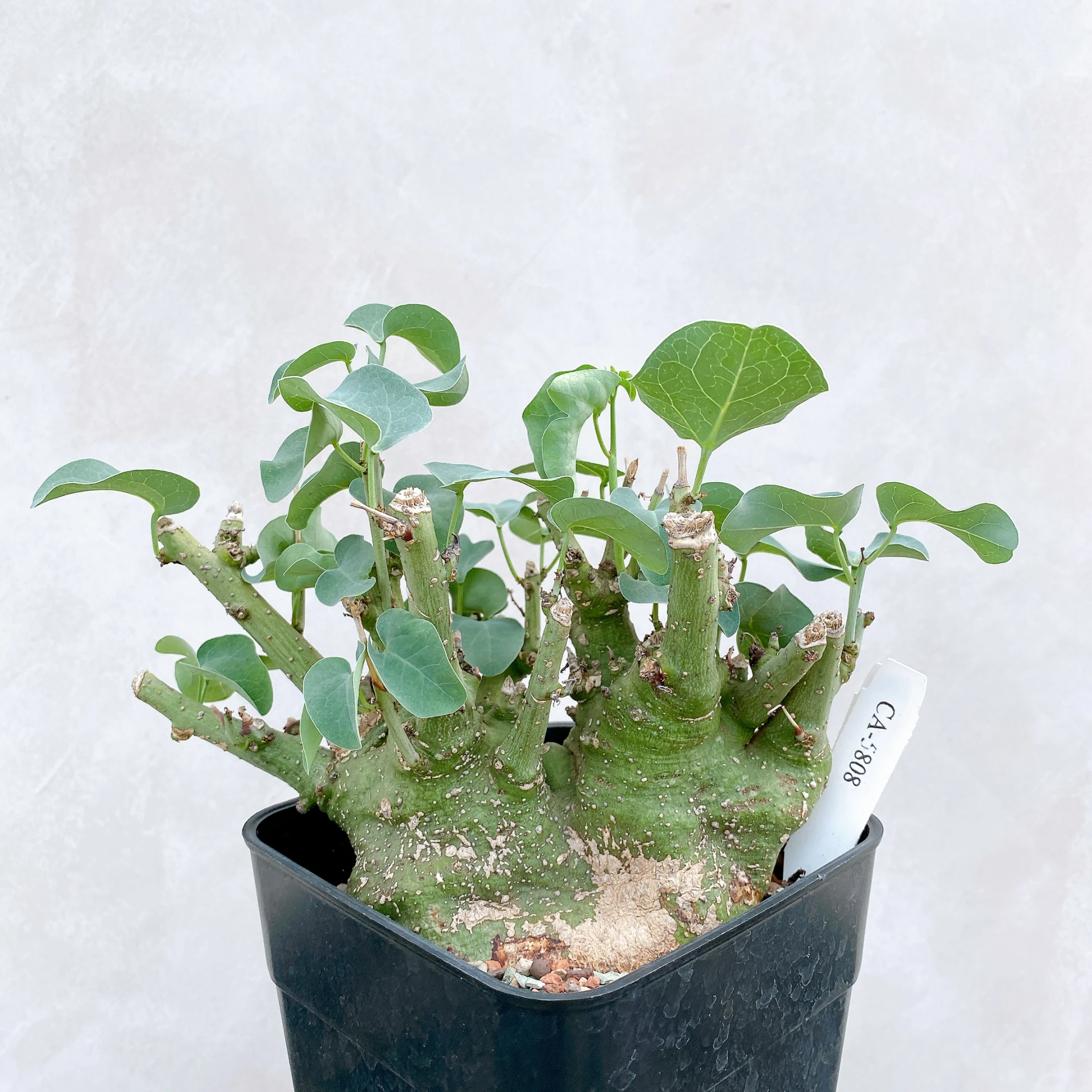 刺腺蔓 Adenia spinosa CA-5808