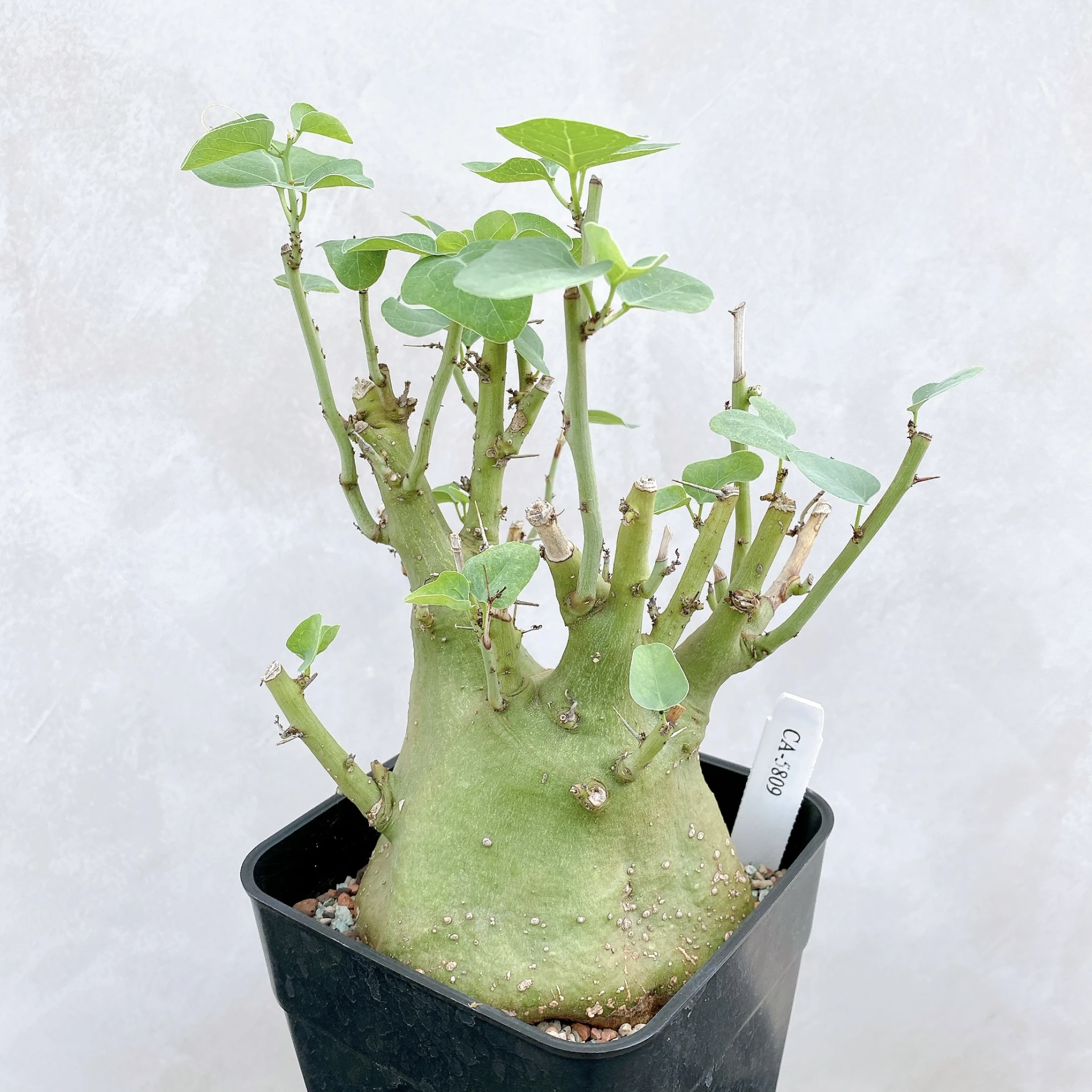 刺腺蔓 Adenia spinosa CA-5809