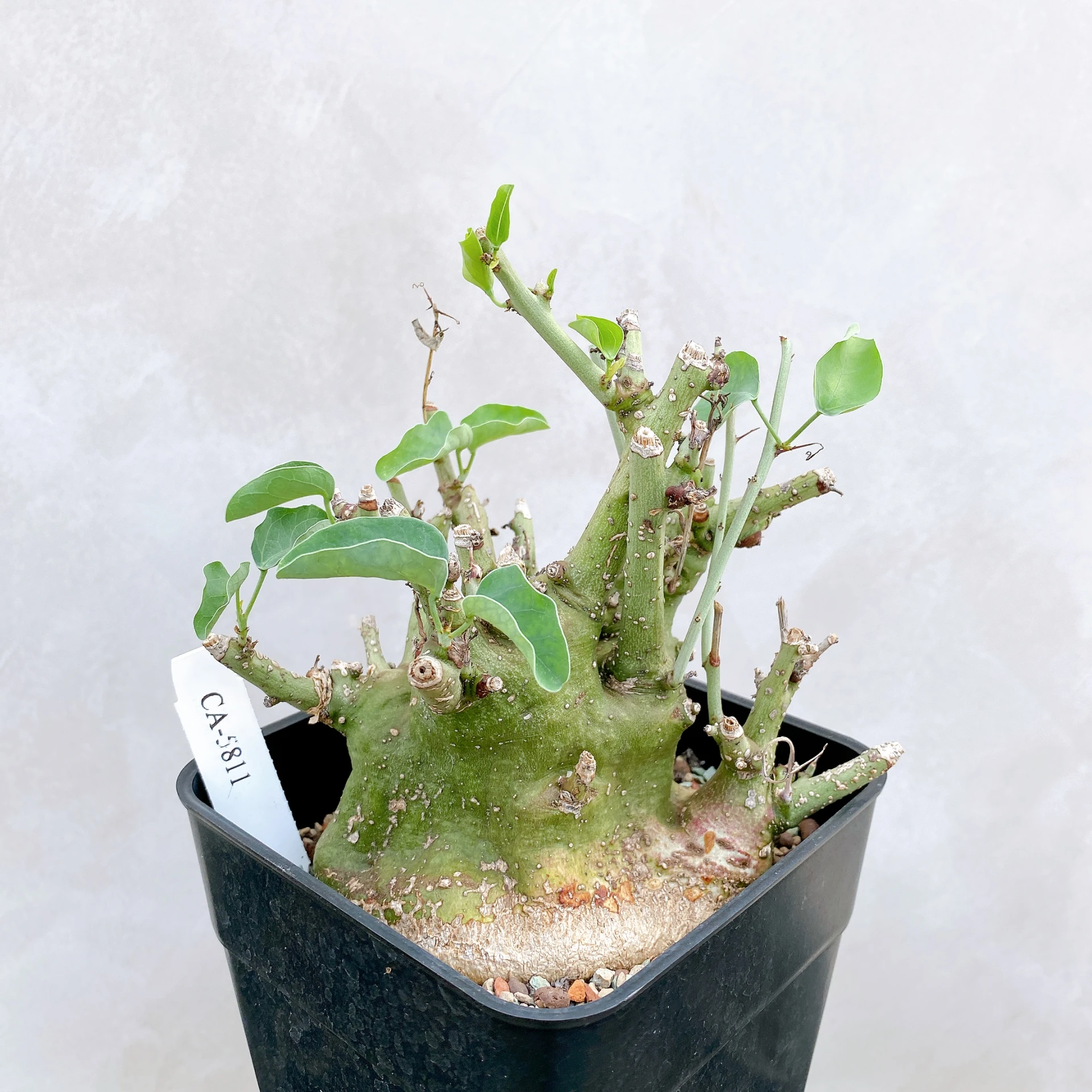 刺腺蔓 Adenia spinosa CA-5811