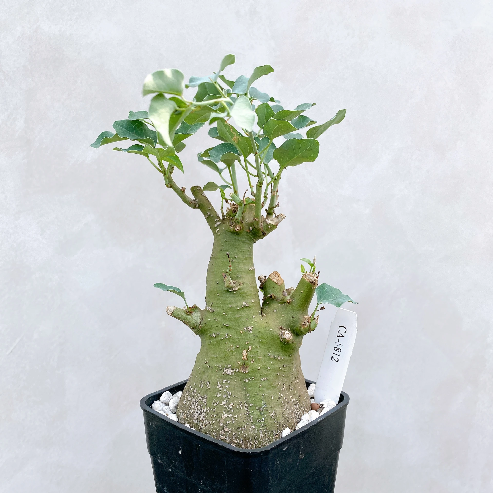 刺腺蔓 Adenia spinosa CA-5812