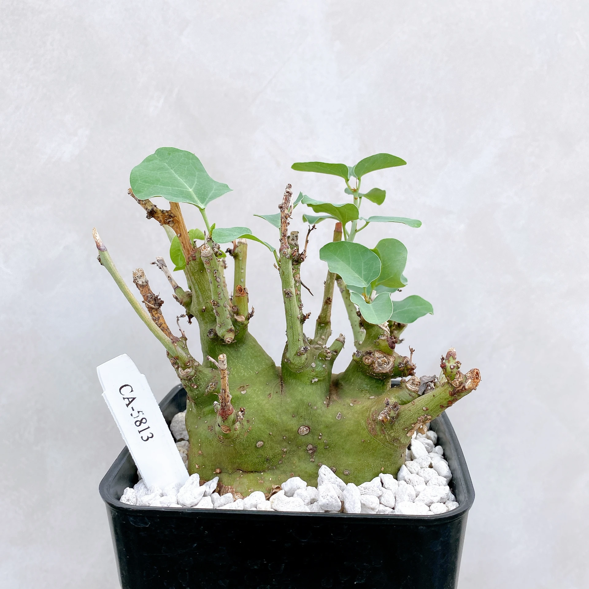 刺腺蔓 Adenia spinosa CA-5813