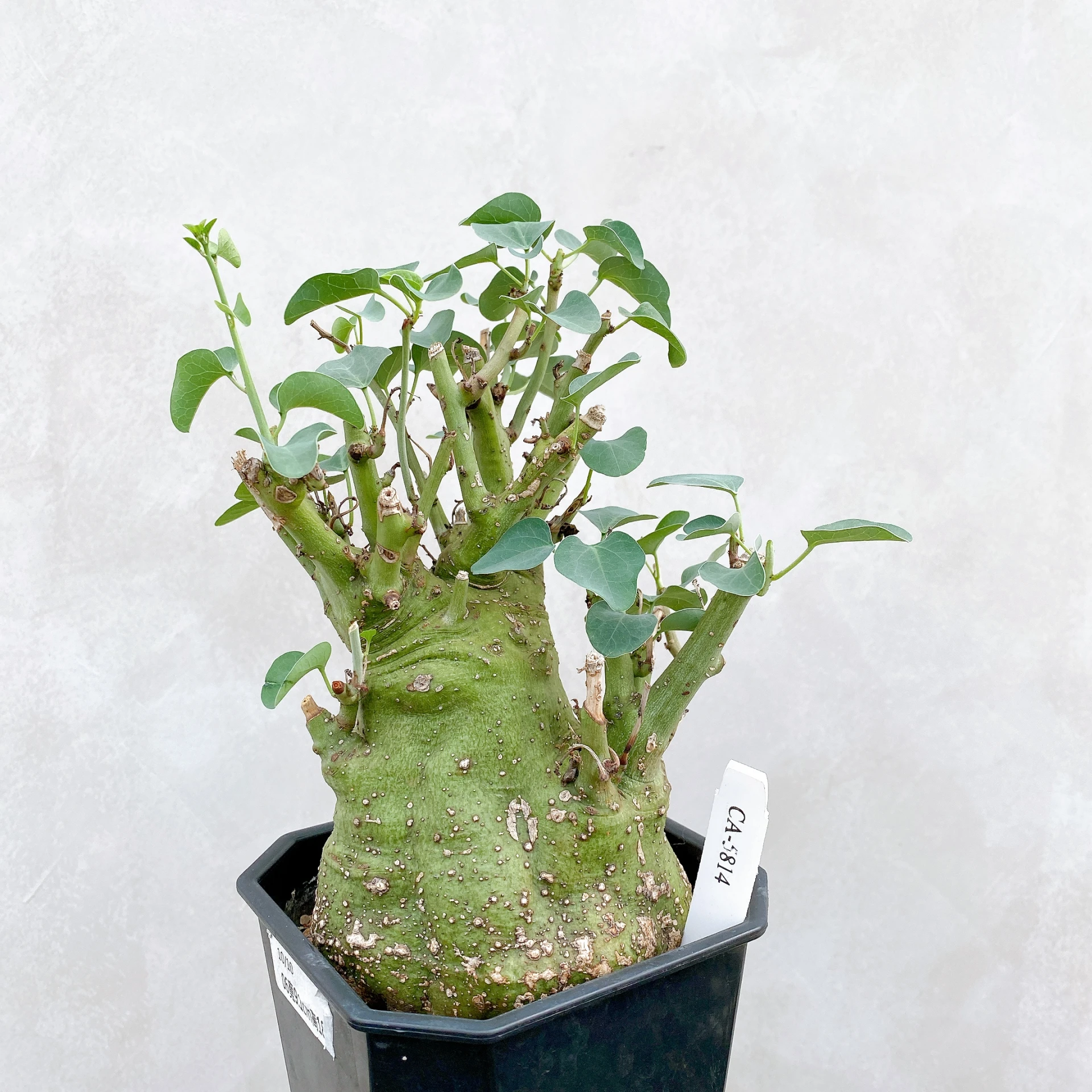 刺腺蔓 Adenia spinosa CA-5814