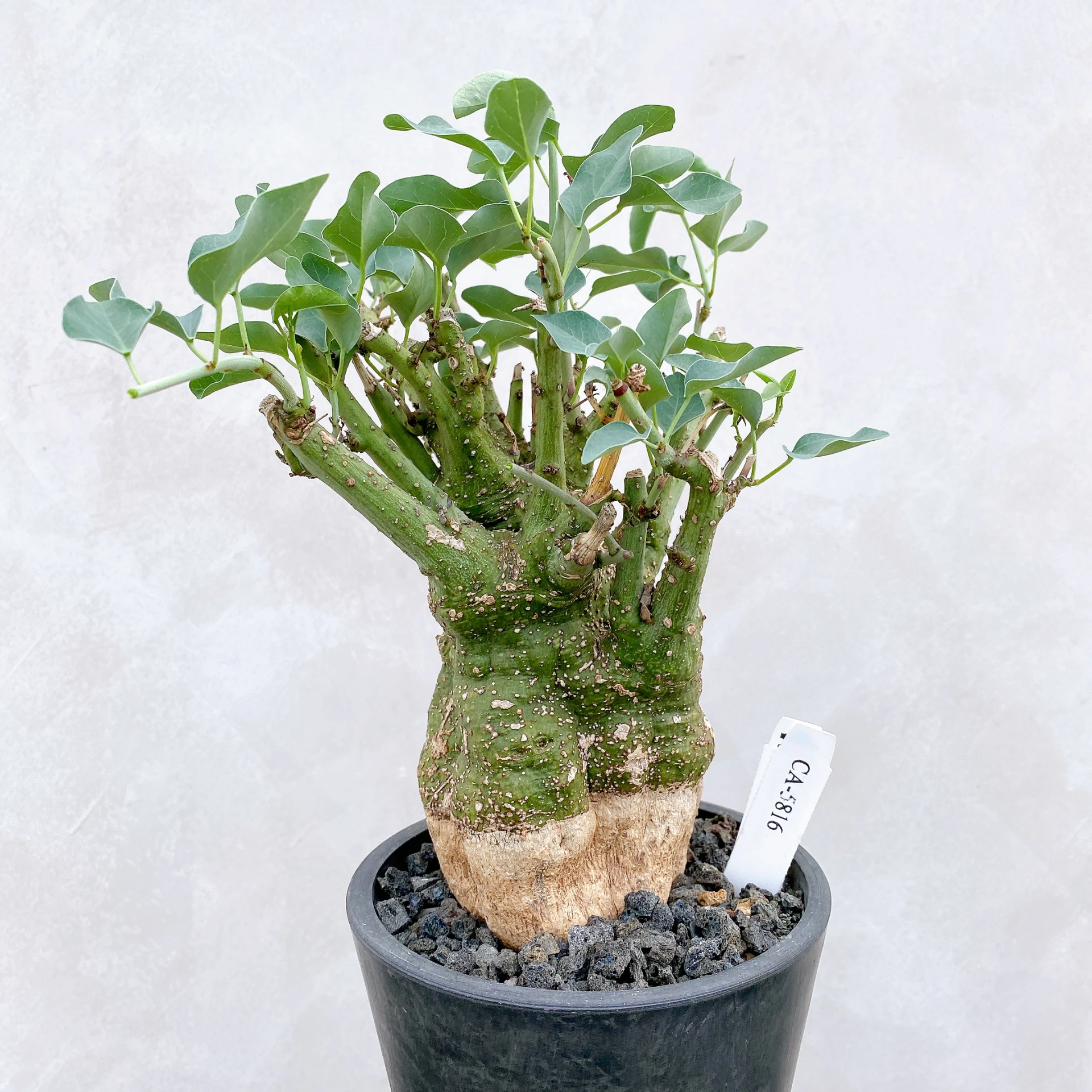 刺腺蔓 Adenia spinosa CA-5816