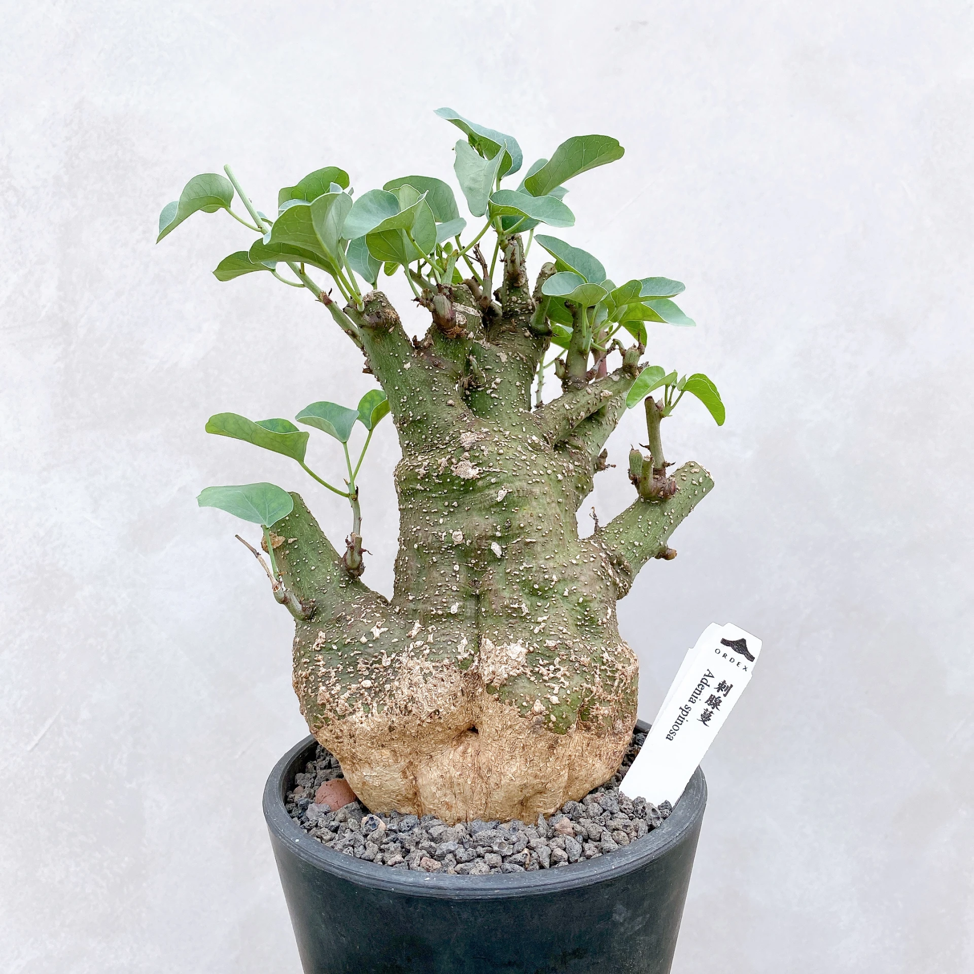 刺腺蔓 Adenia spinosa CA-5818