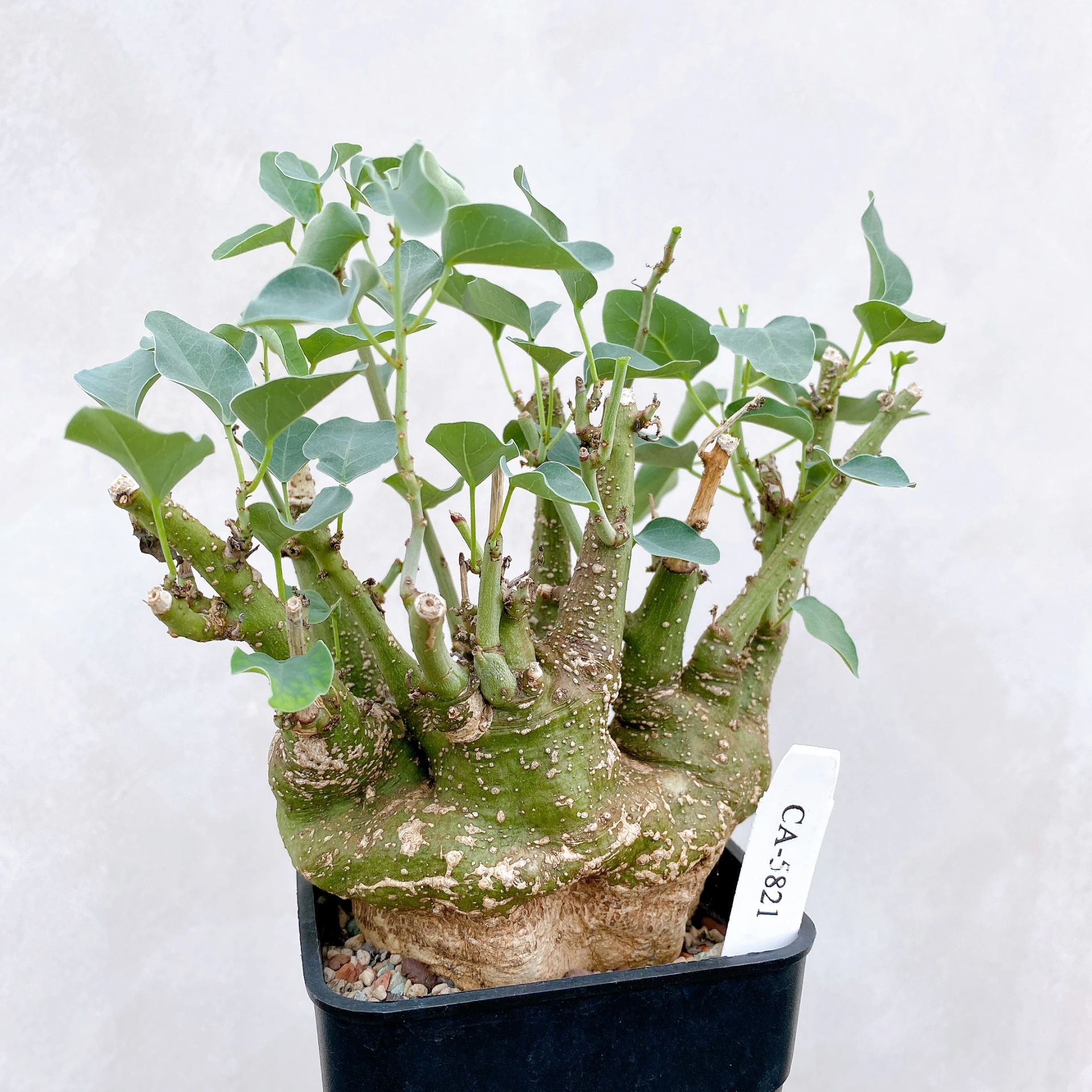 刺腺蔓 Adenia spinosa CA-5821