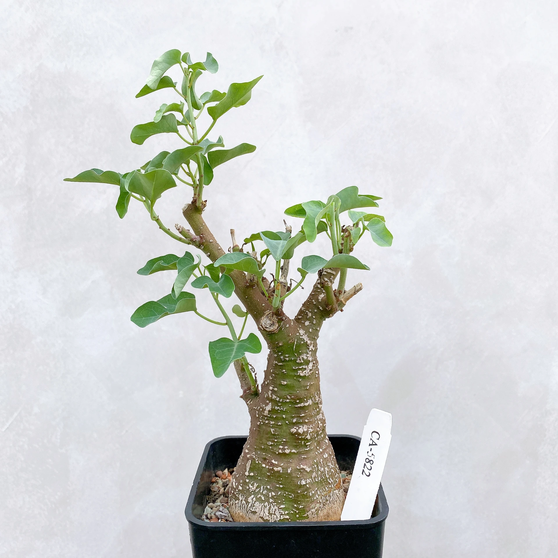 刺腺蔓 Adenia spinosa CA-5822