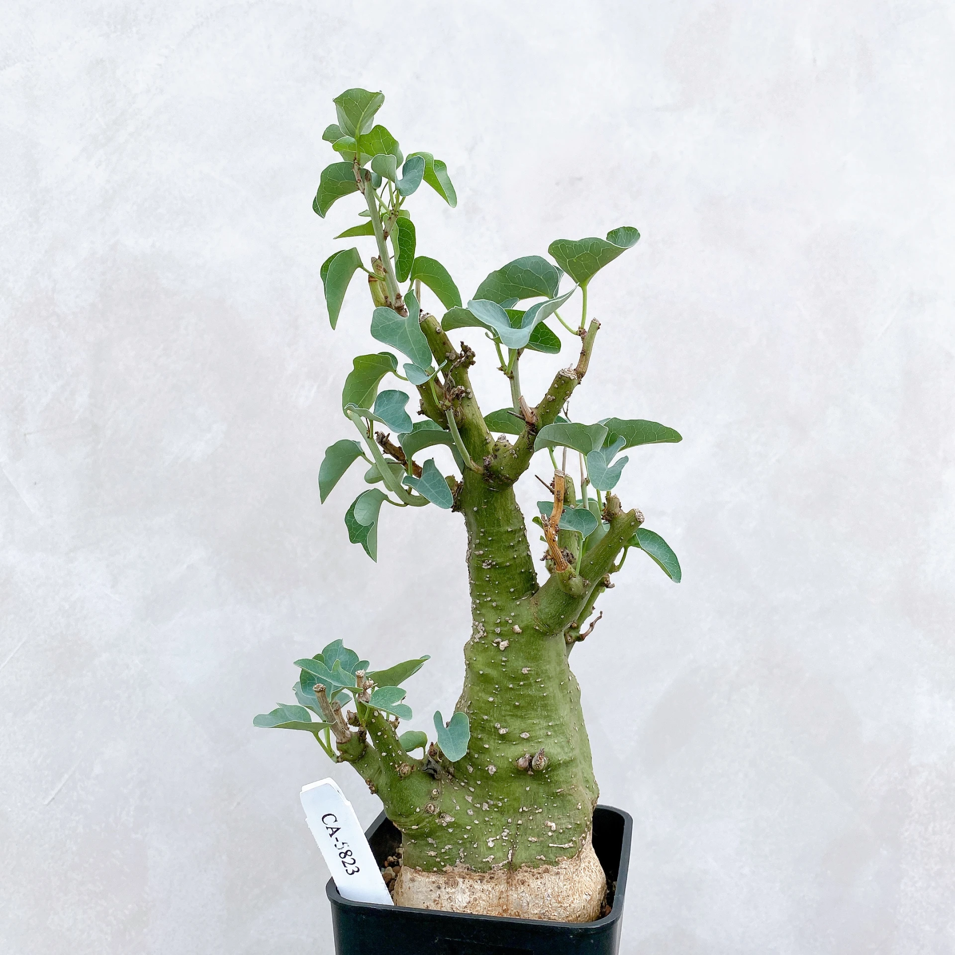 刺腺蔓 Adenia spinosa CA-5823