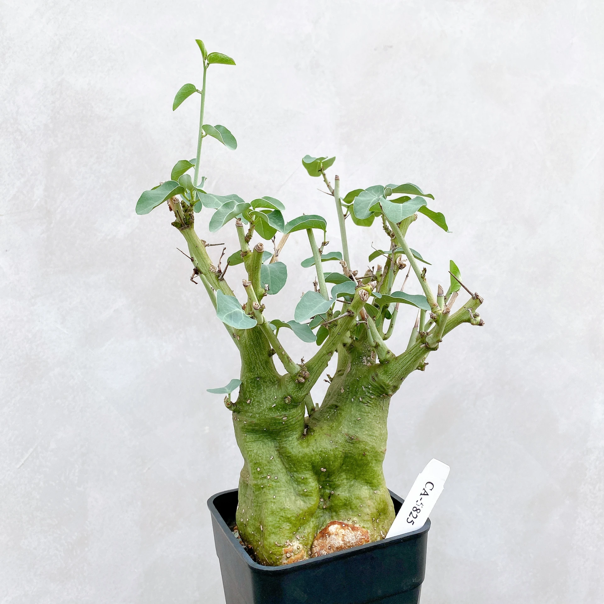 刺腺蔓 Adenia spinosa CA-5825
