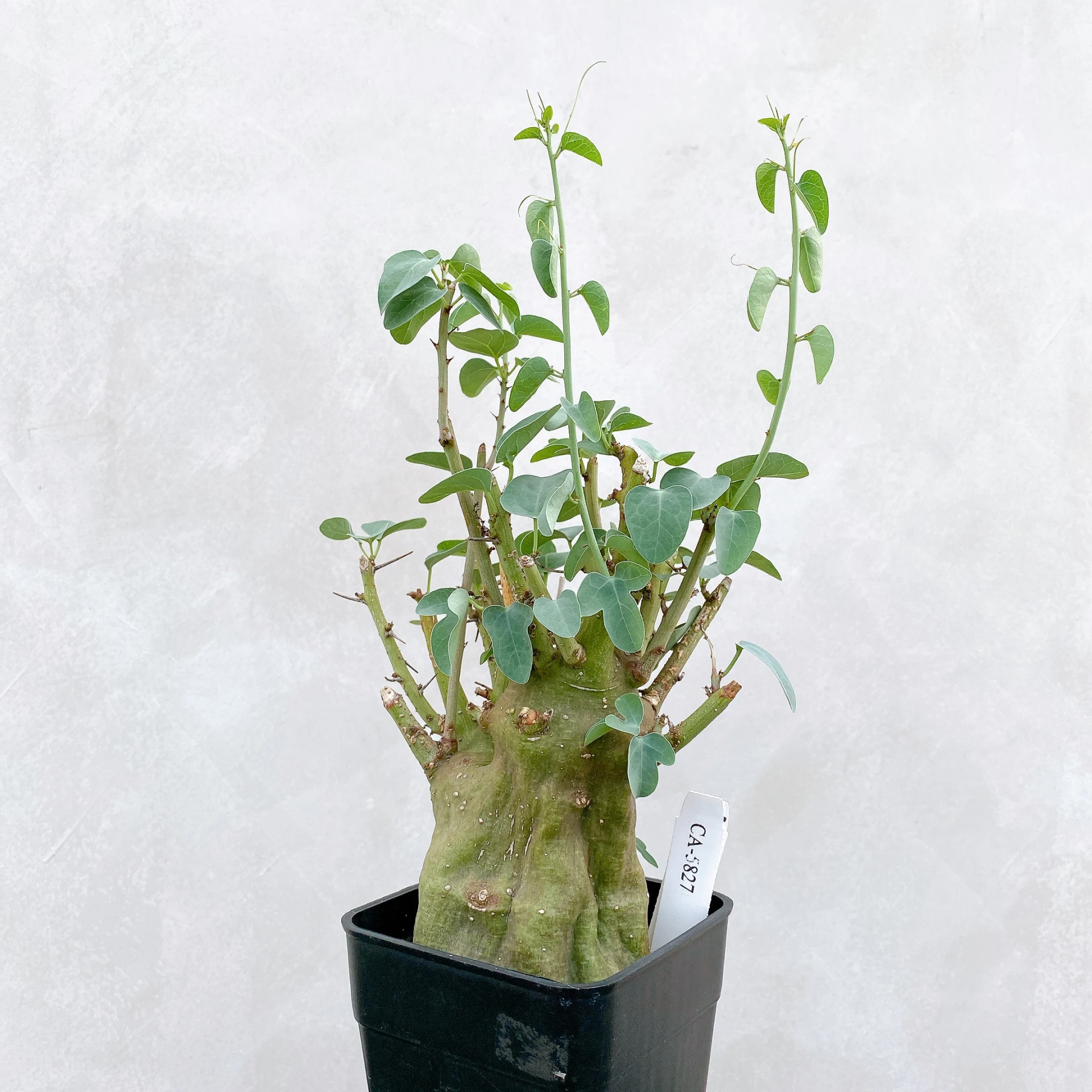 刺腺蔓 Adenia spinosa CA-5827