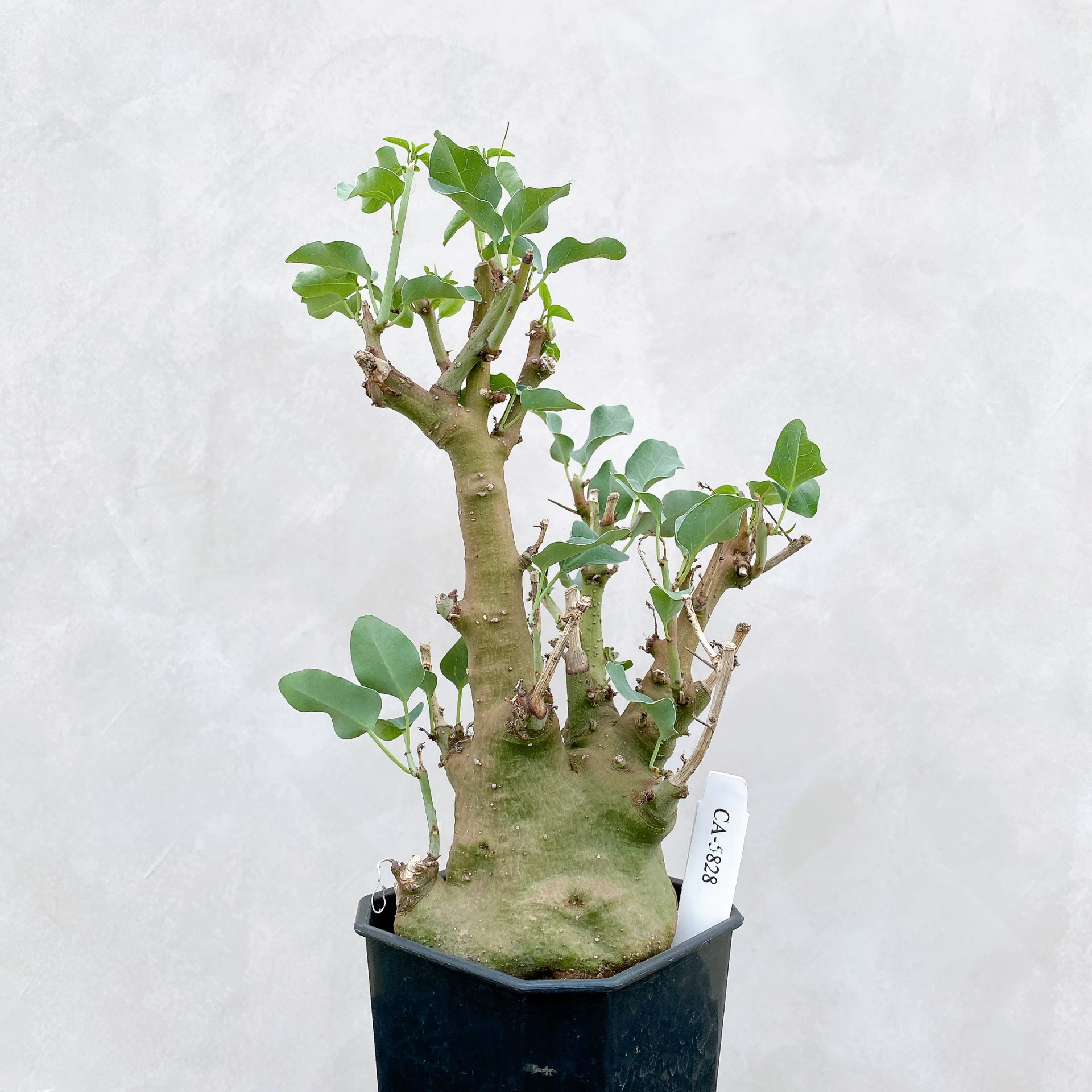 刺腺蔓 Adenia spinosa CA-5828