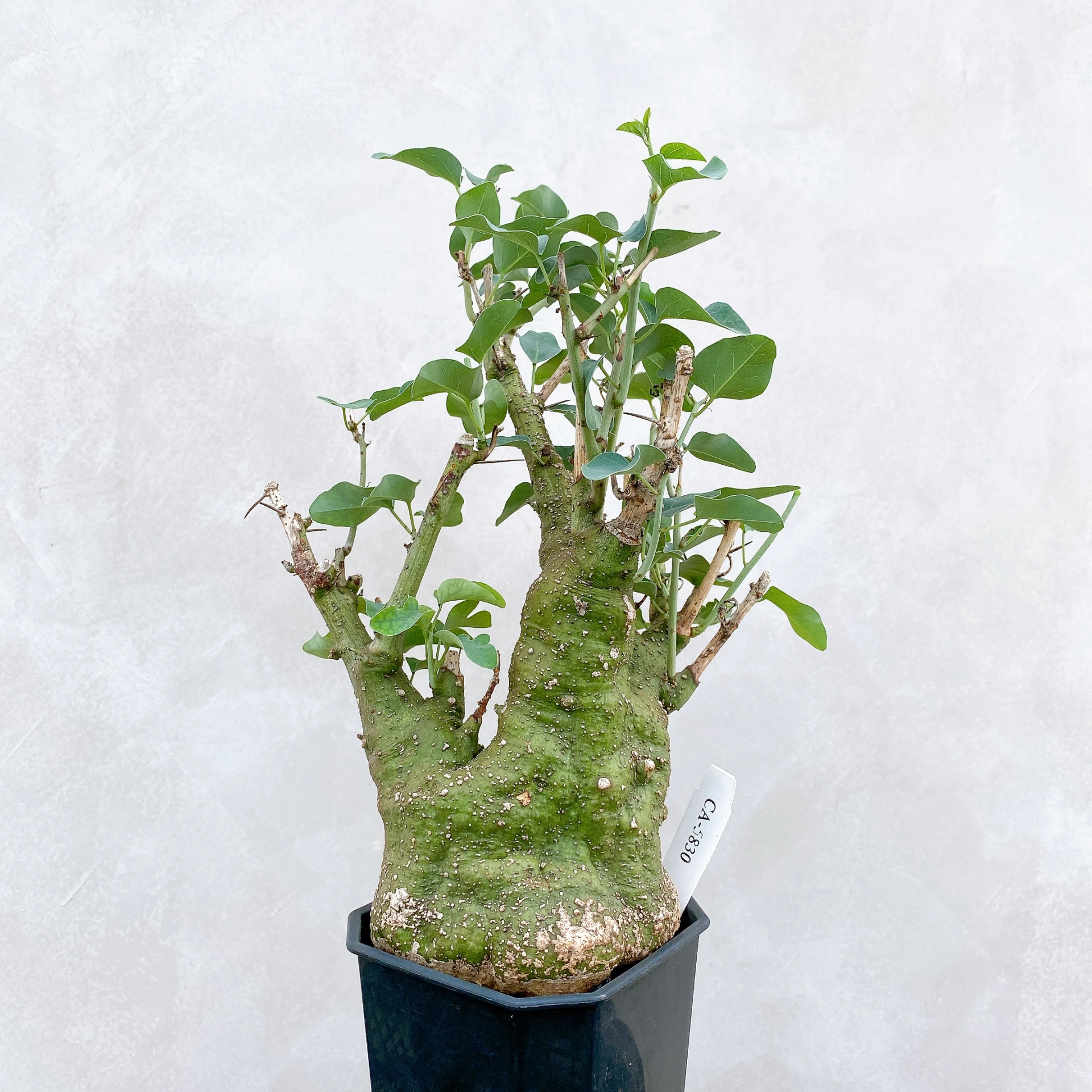 刺腺蔓 Adenia spinosa CA-5830