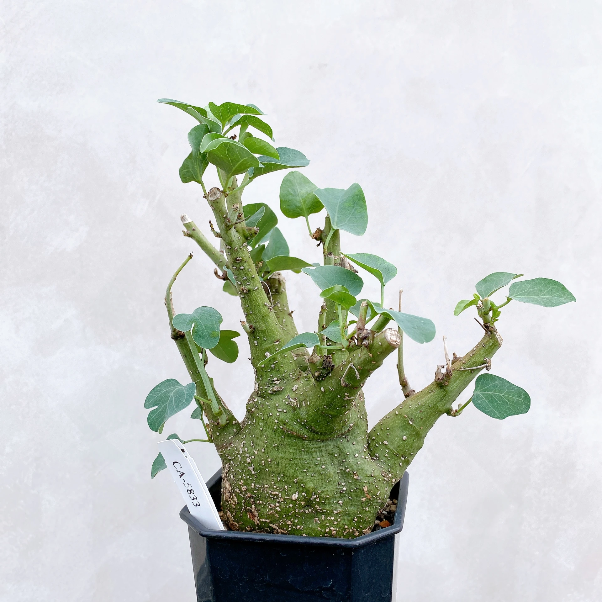 刺腺蔓 Adenia spinosa CA-5833
