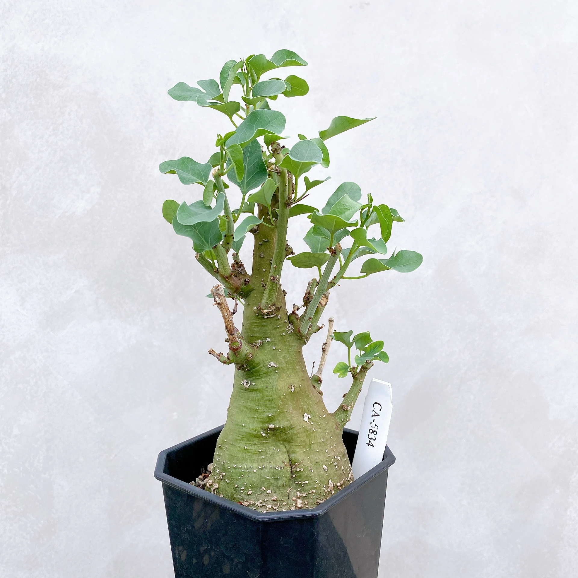 刺腺蔓 Adenia spinosa CA-5834