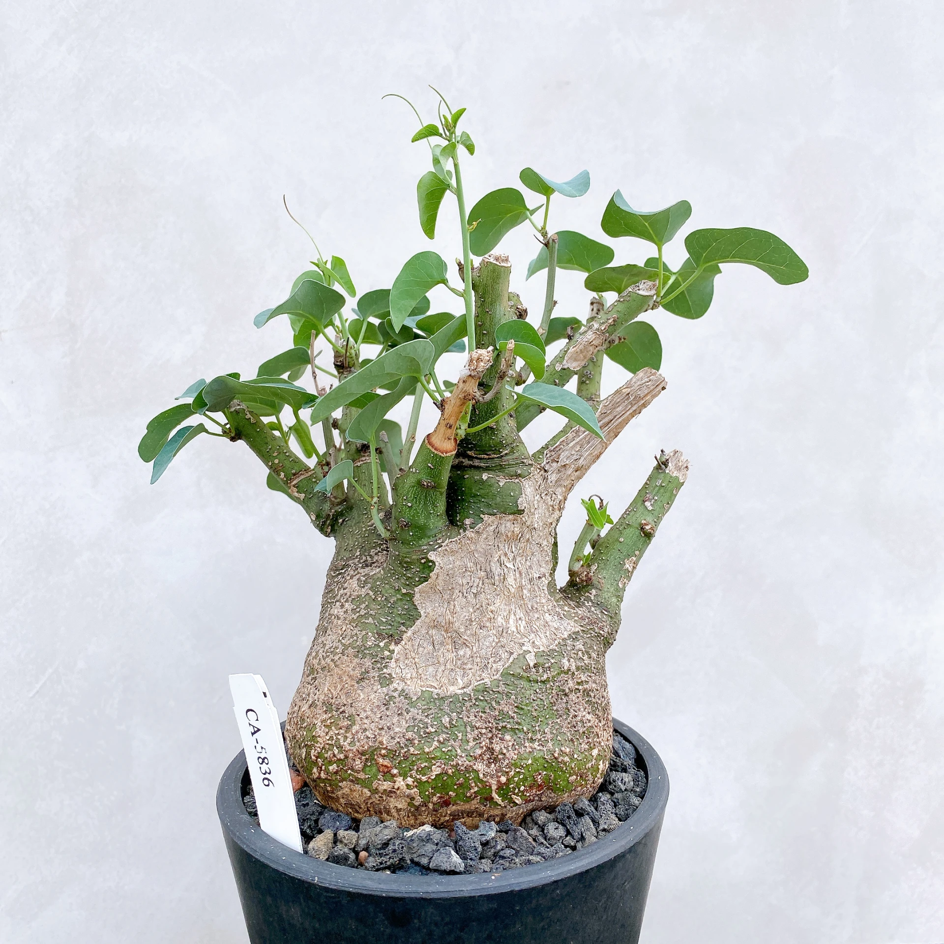 刺腺蔓 Adenia spinosa CA-5836