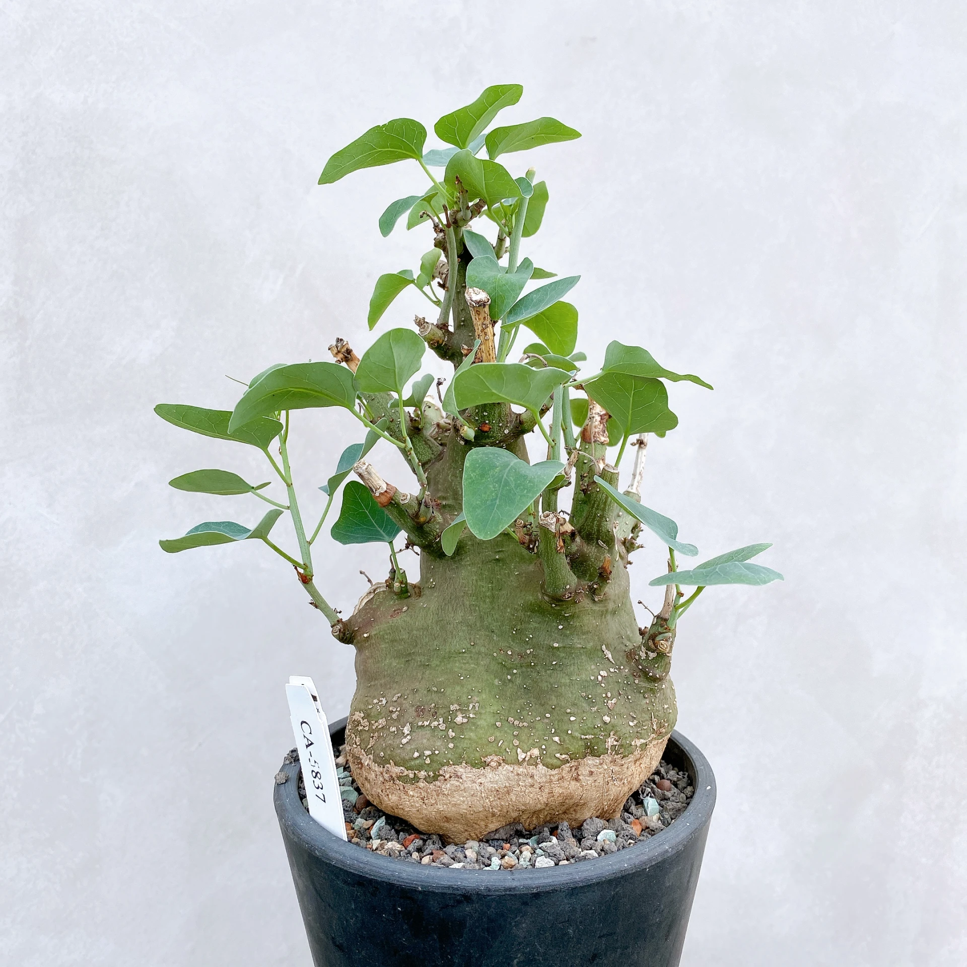 刺腺蔓 Adenia spinosa CA-5837