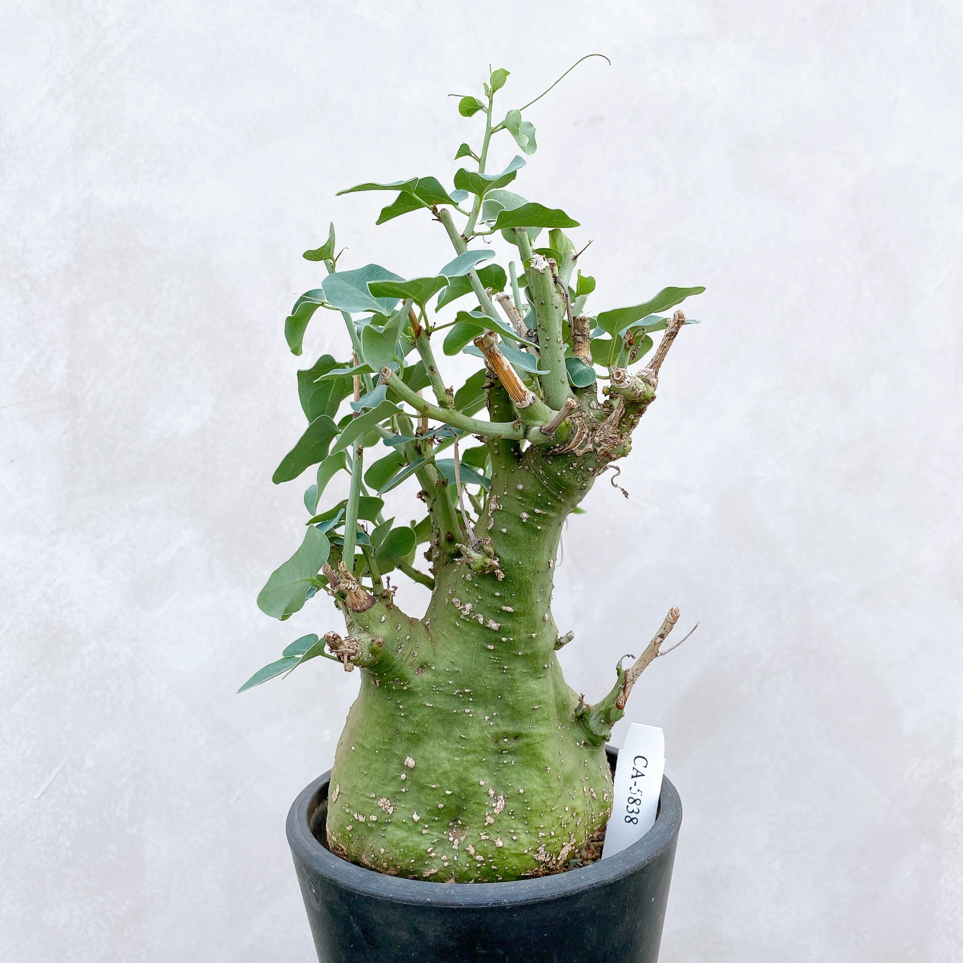 刺腺蔓 Adenia spinosa CA-5838