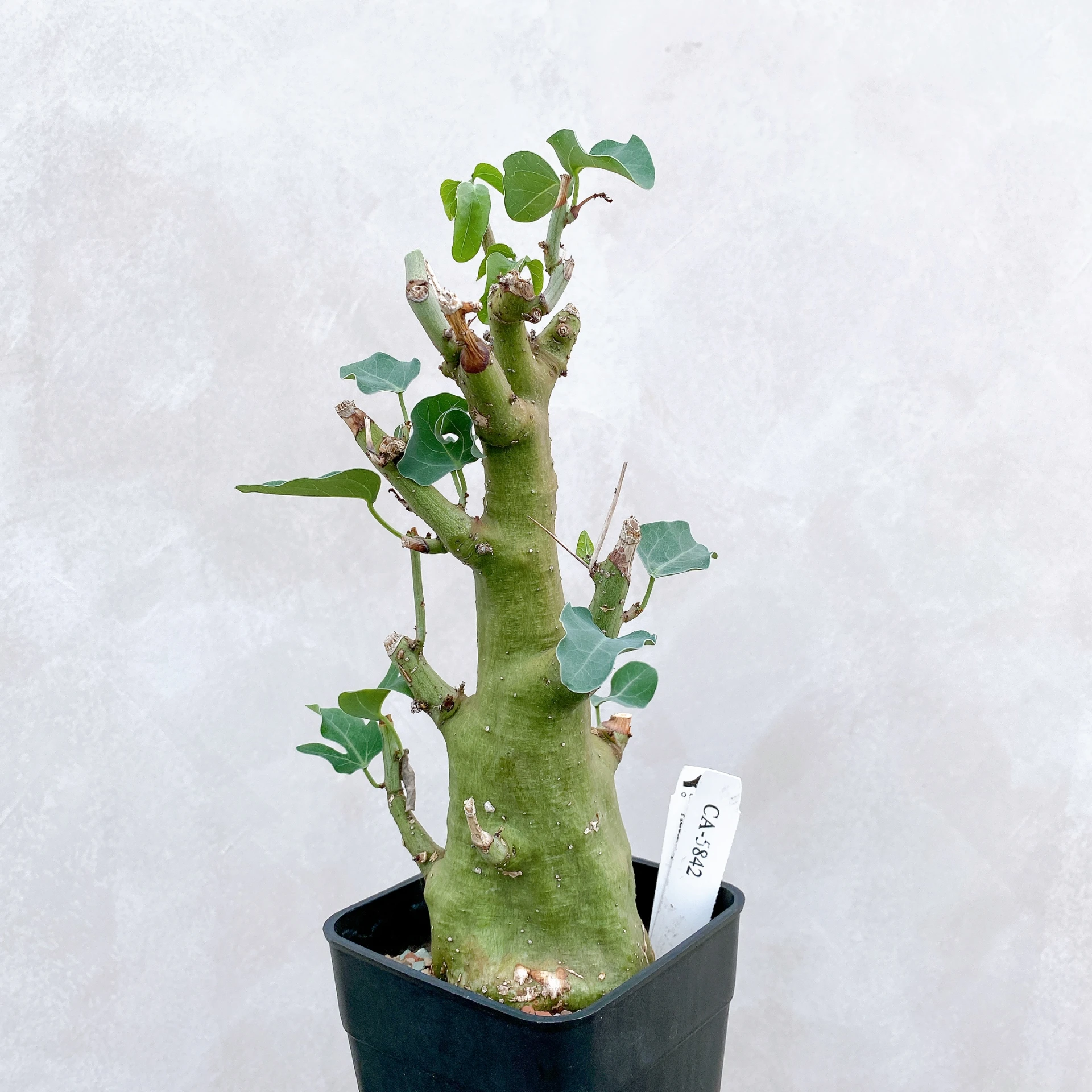 刺腺蔓 Adenia spinosa CA-5842