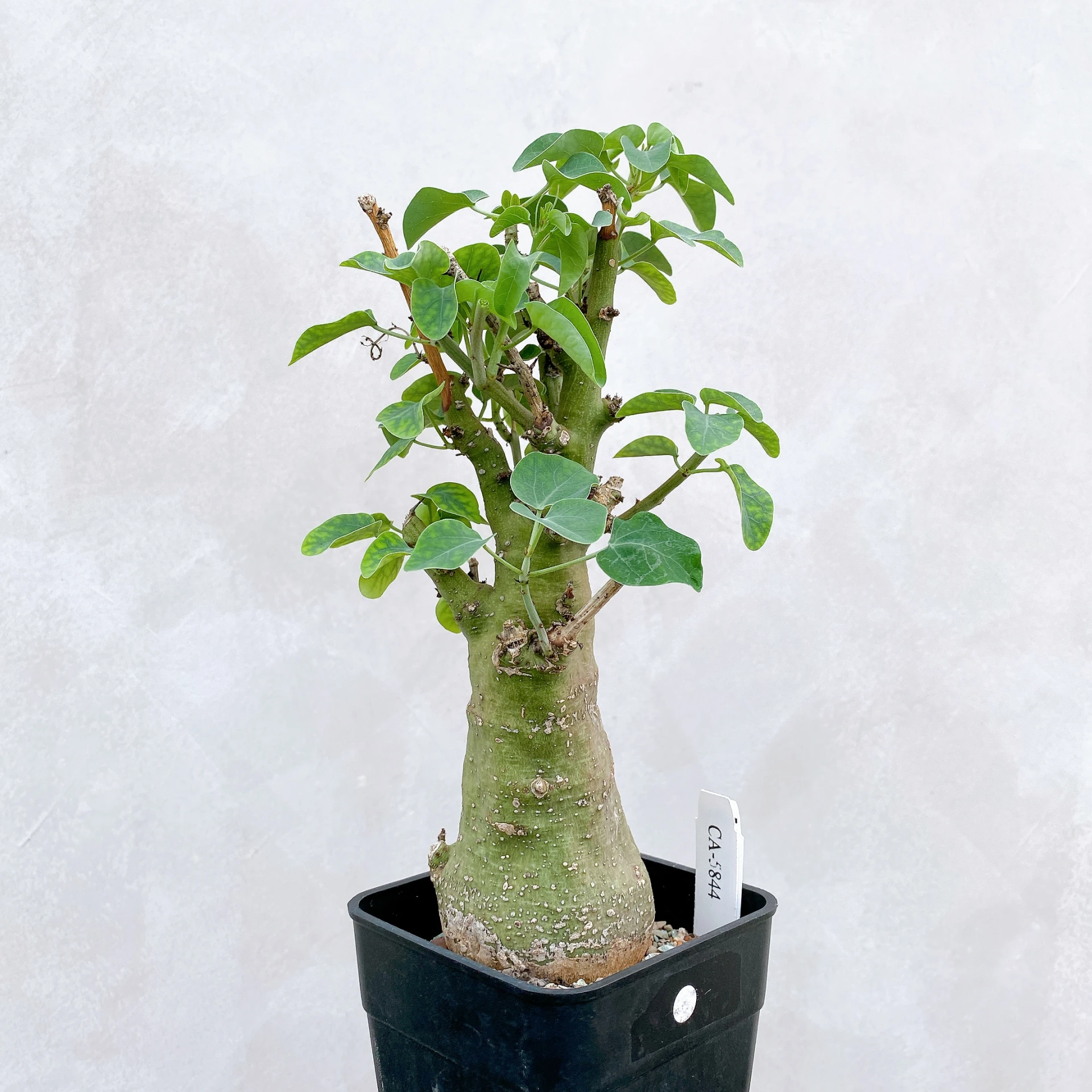 刺腺蔓 Adenia spinosa CA-5844