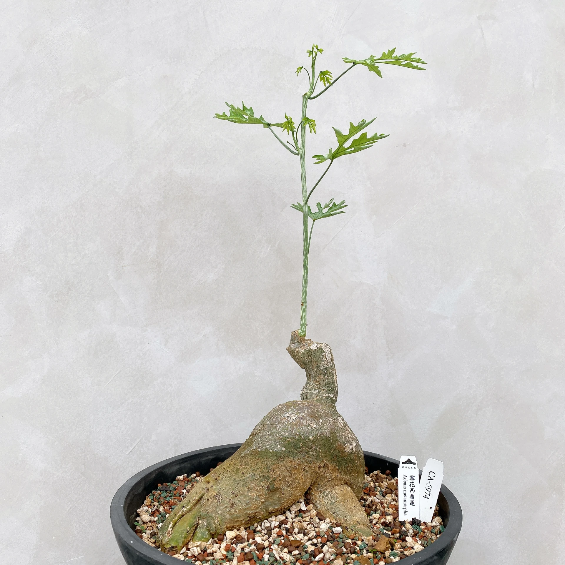 雪花西番蓮 Adenia metamorpha CA-5974