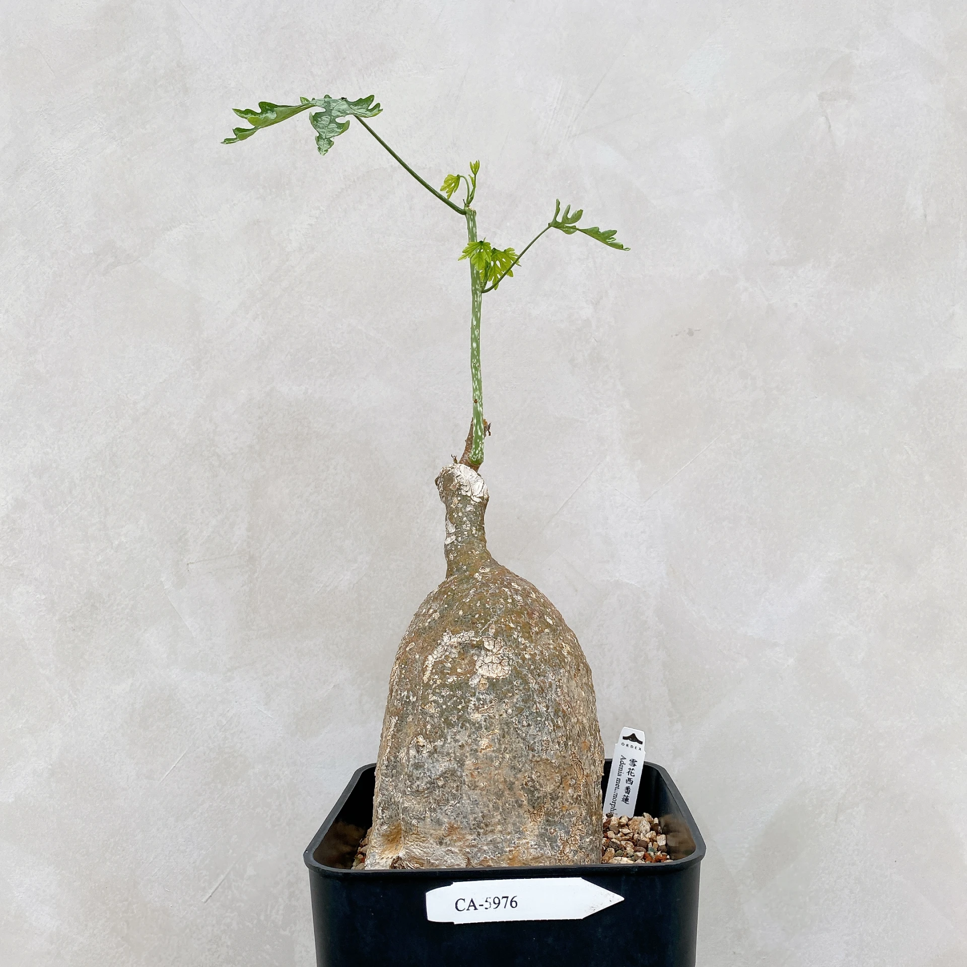雪花西番蓮 Adenia metamorpha CA-5976