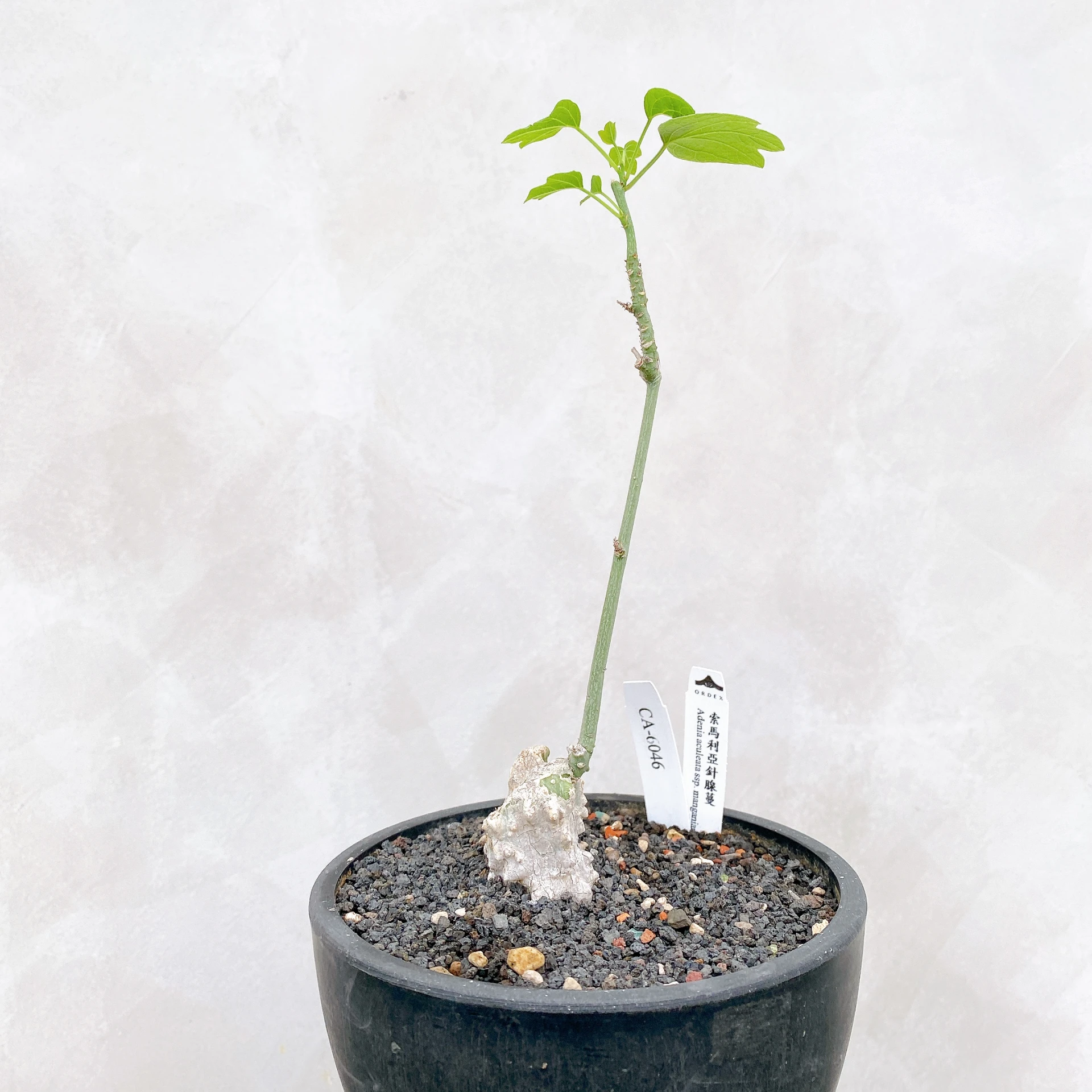 索馬利亞針腺蔓 Adenia aculeata ssp. manganian CA-6046