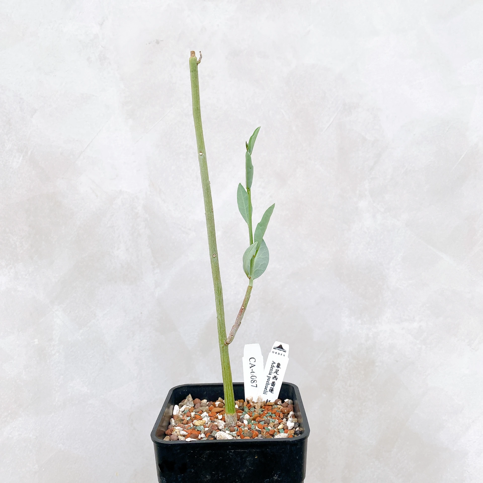 象足西番蓮 Adenia pechuelii  CA-6087