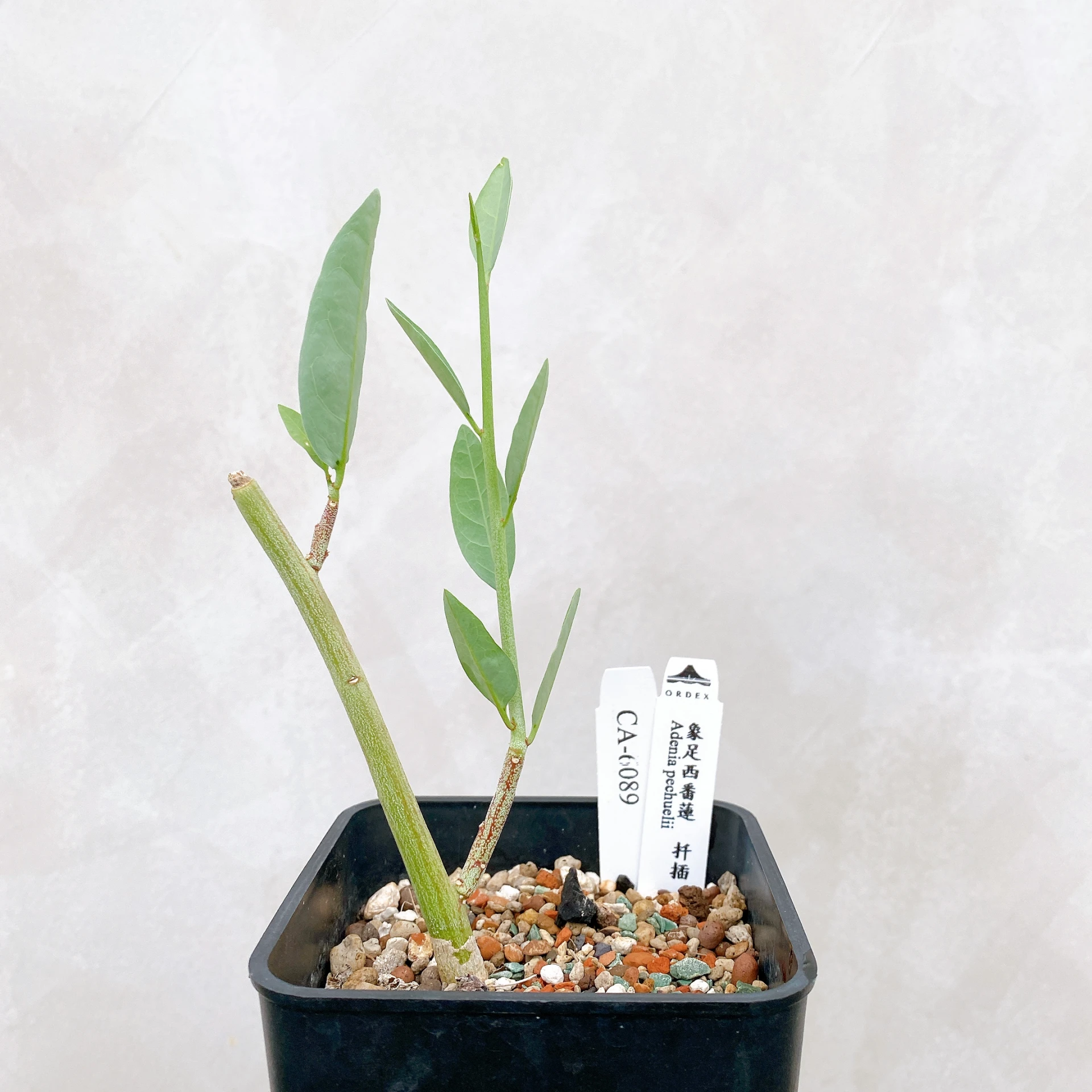 象足西番蓮 Adenia pechuelii  CA-6089