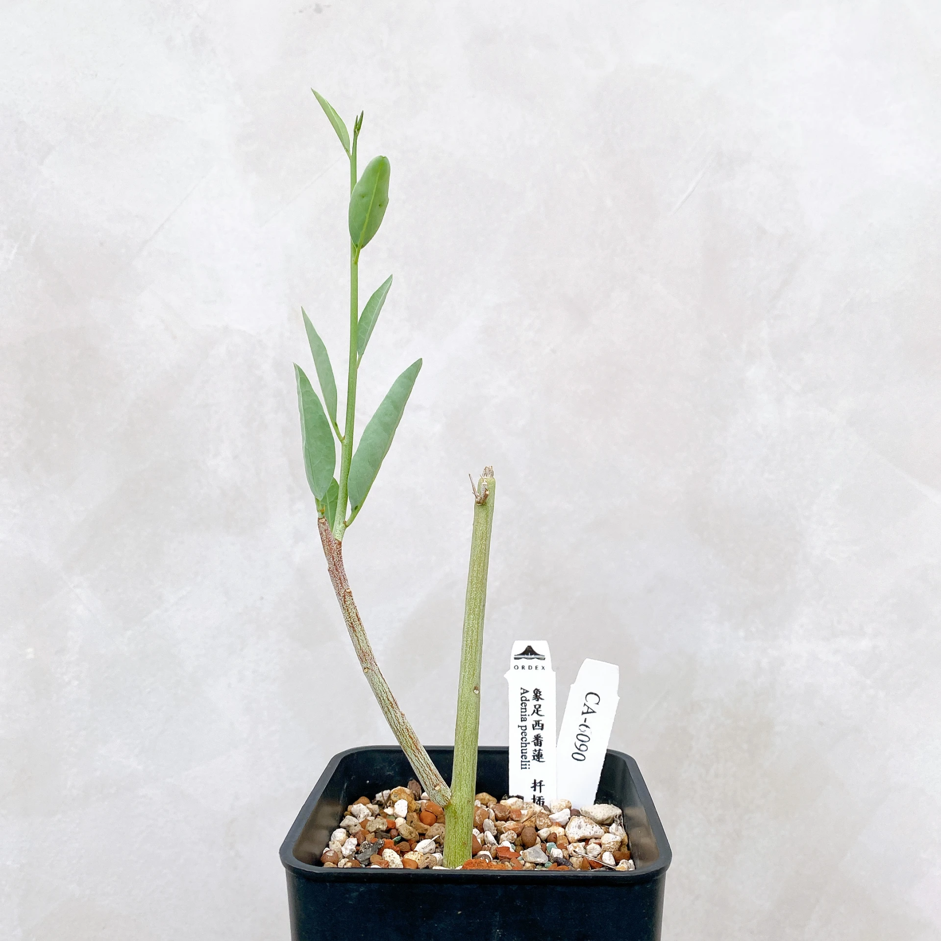 象足西番蓮 Adenia pechuelii  CA-6090