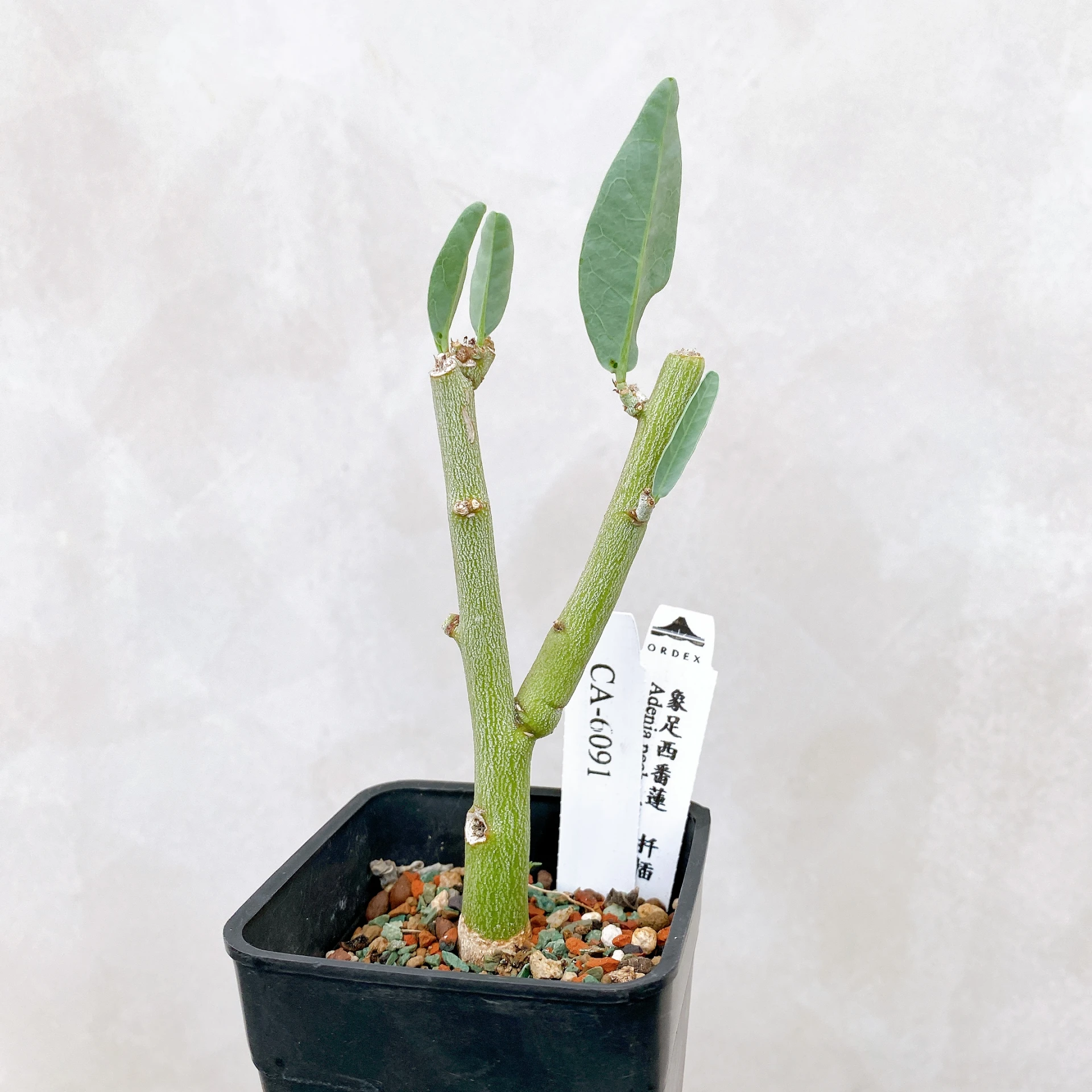 象足西番蓮 Adenia pechuelii  CA-6091