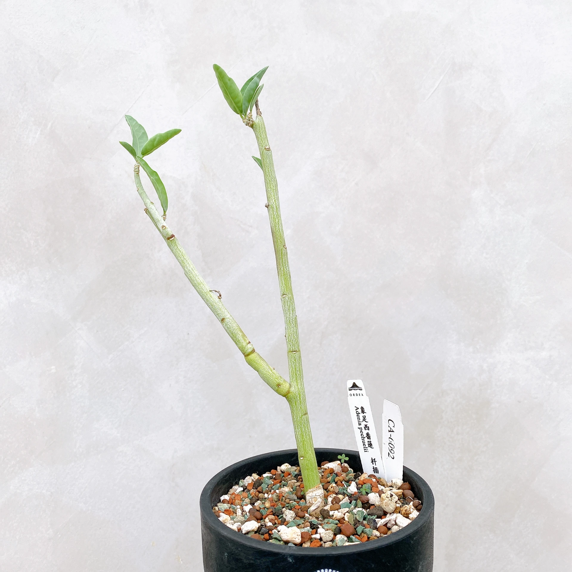 象足西番蓮 Adenia pechuelii  CA-6092