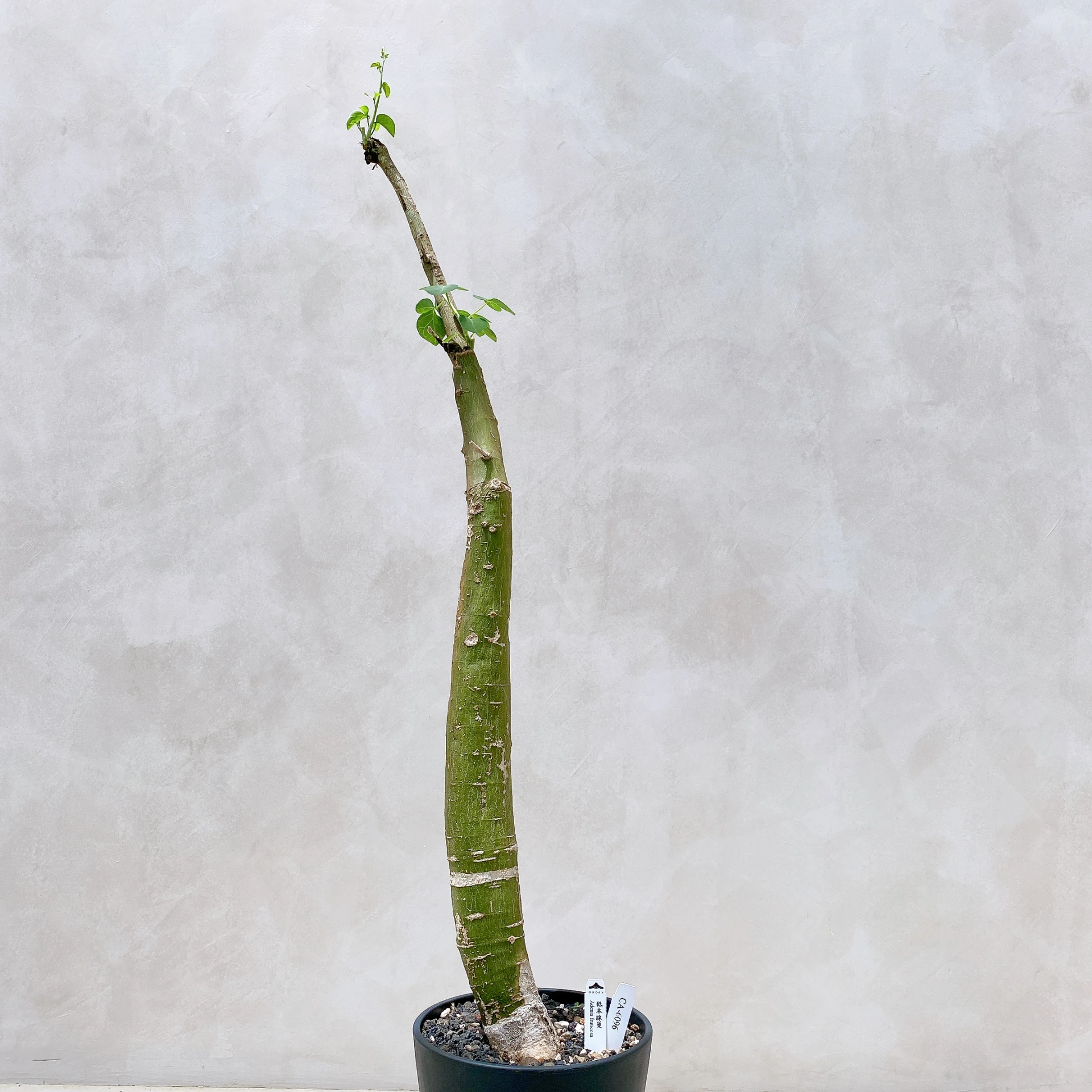 低木腺蔓 Adenia fruticosa CA-6096