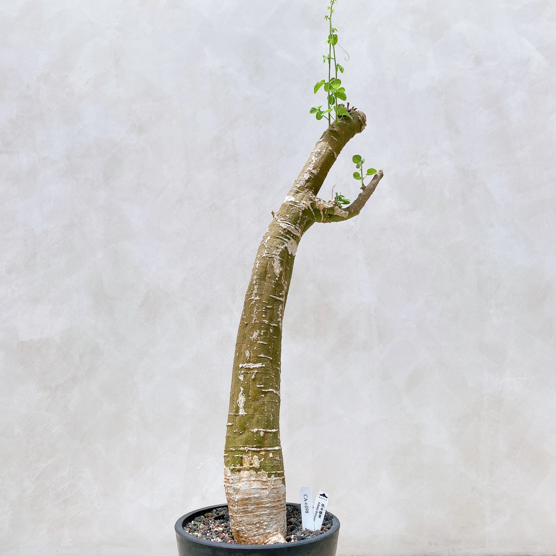 低木腺蔓 Adenia fruticosa CA-6098