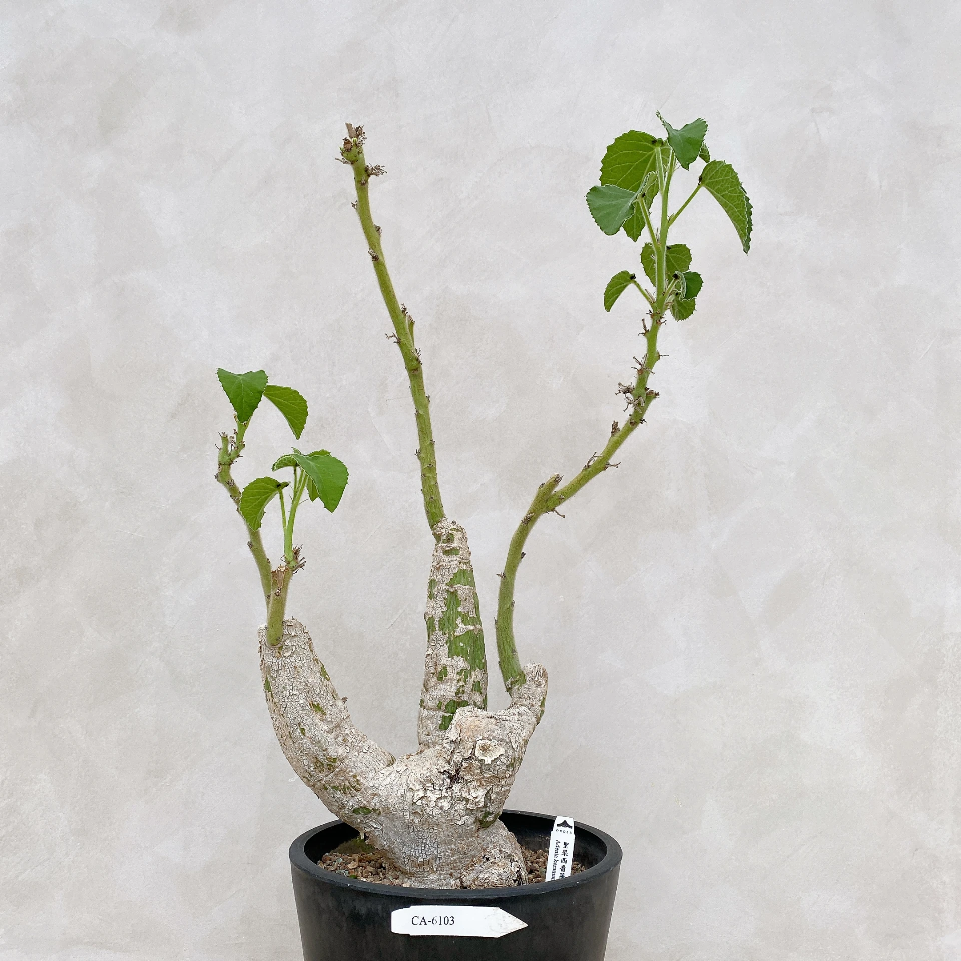 聖果西番蓮 Adenia keramanthus CA-6103
