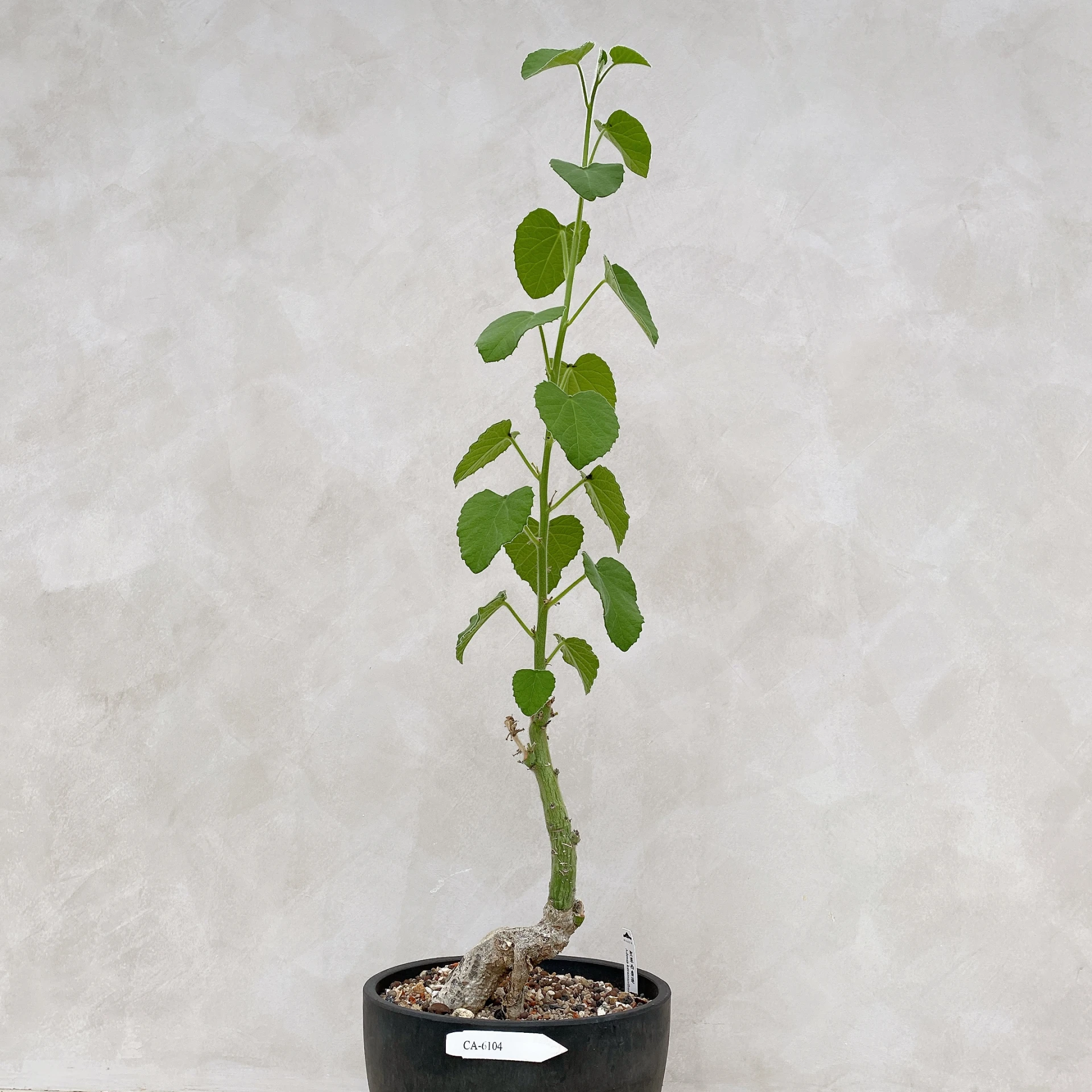 聖果西番蓮 Adenia keramanthus CA-6104