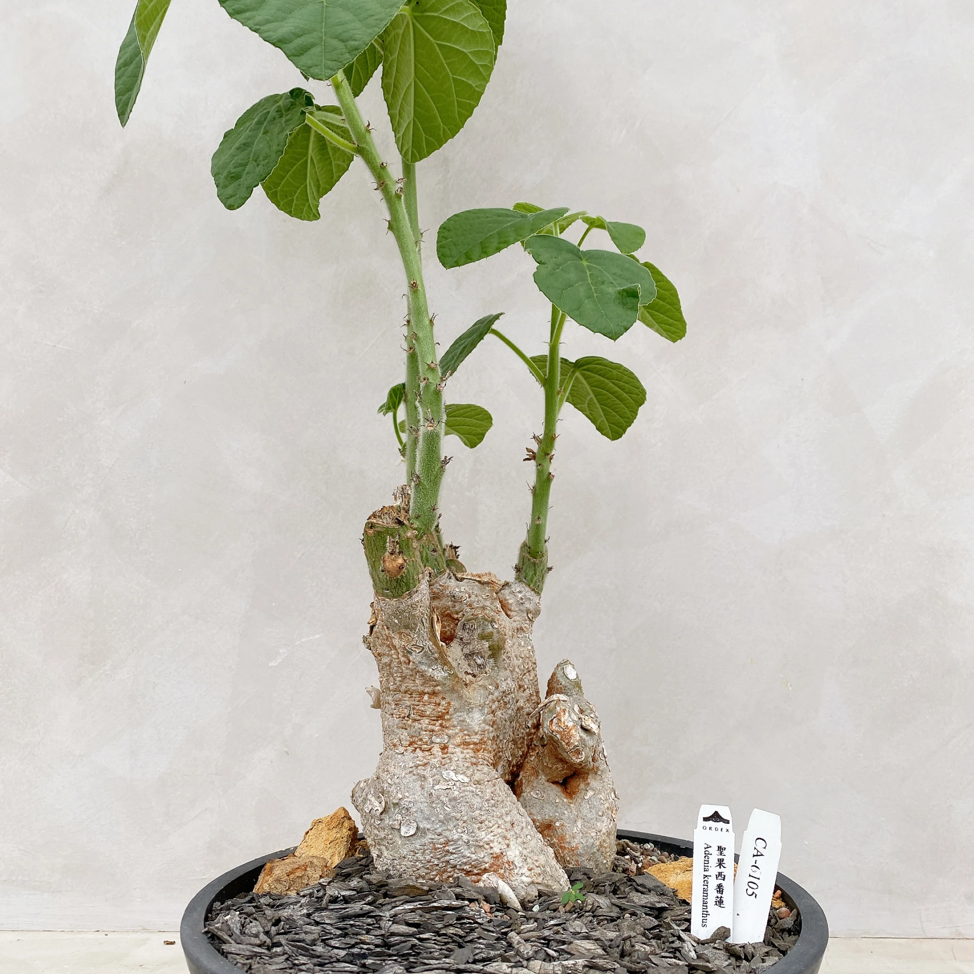聖果西番蓮 Adenia keramanthus CA-6105