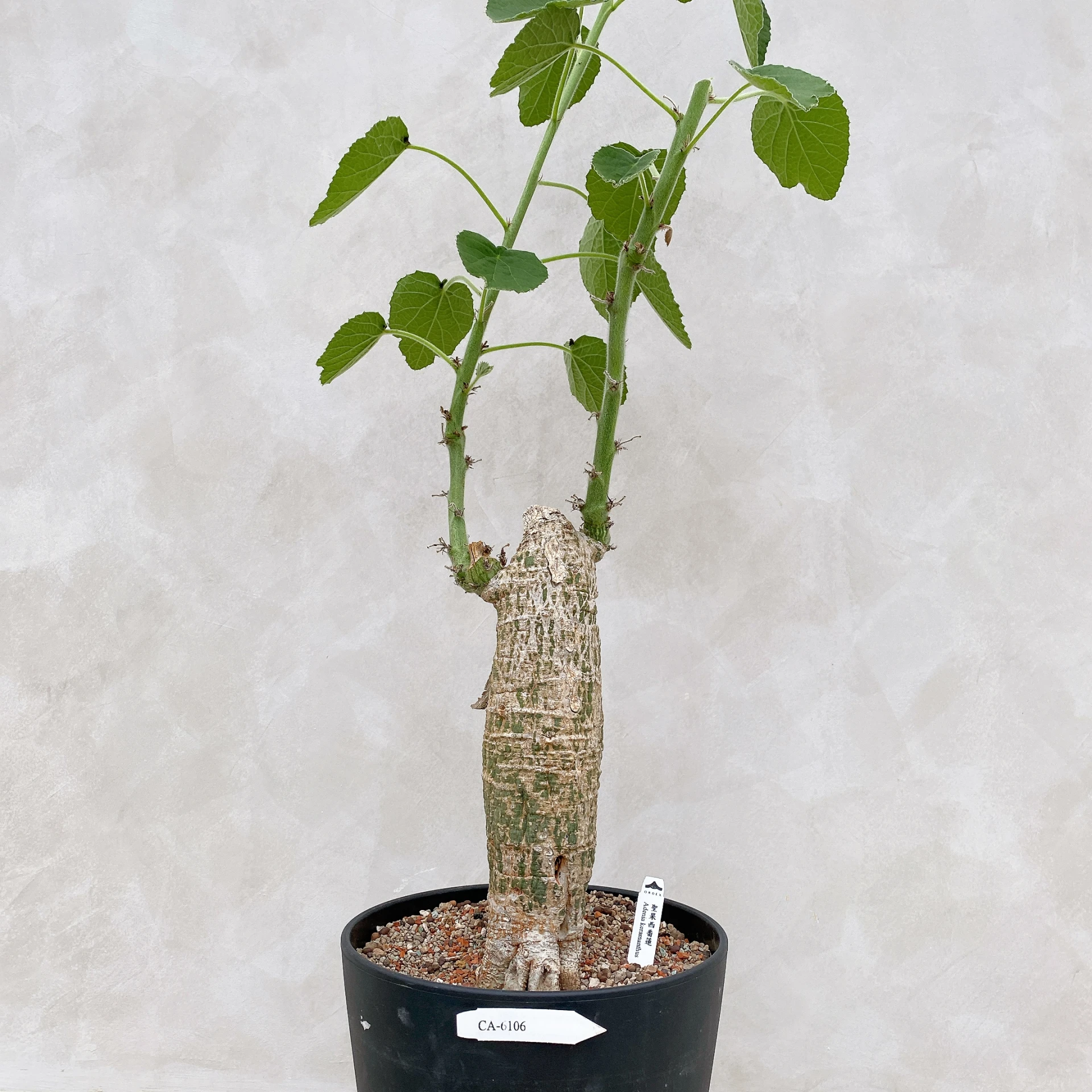 聖果西番蓮 Adenia keramanthus CA-6106