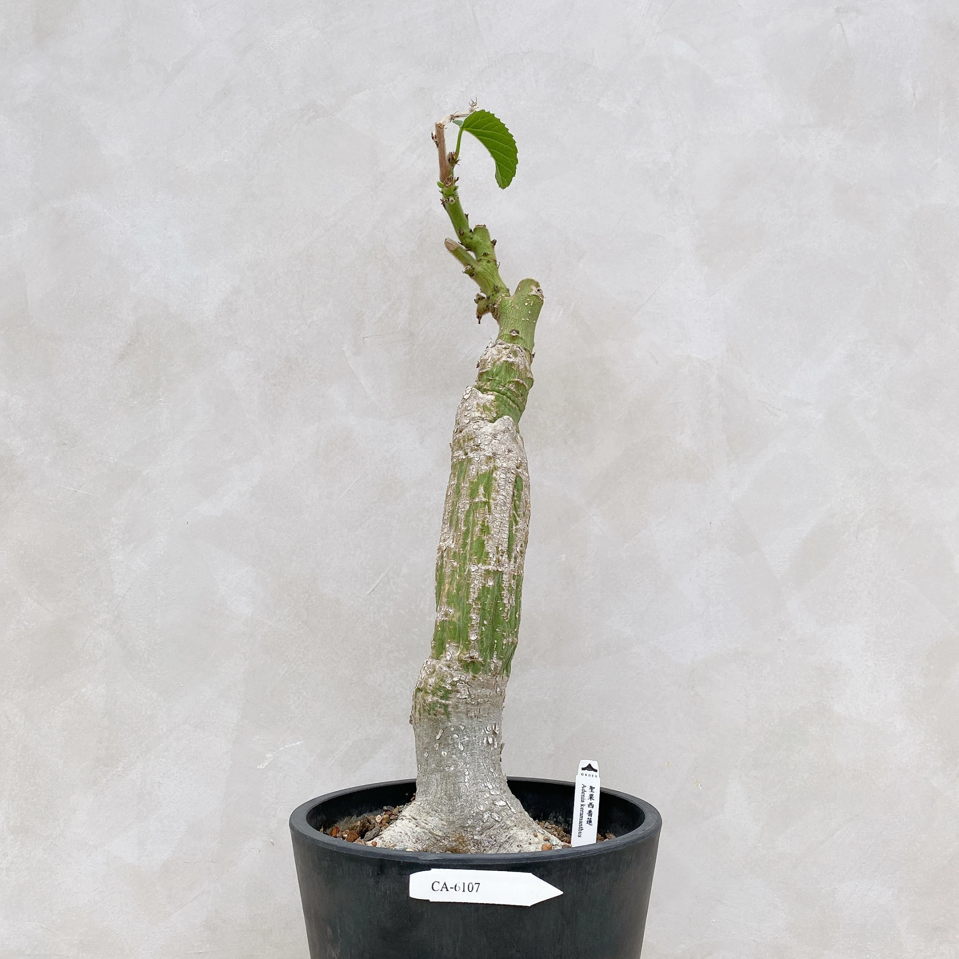 聖果西番蓮 Adenia keramanthus CA-6107