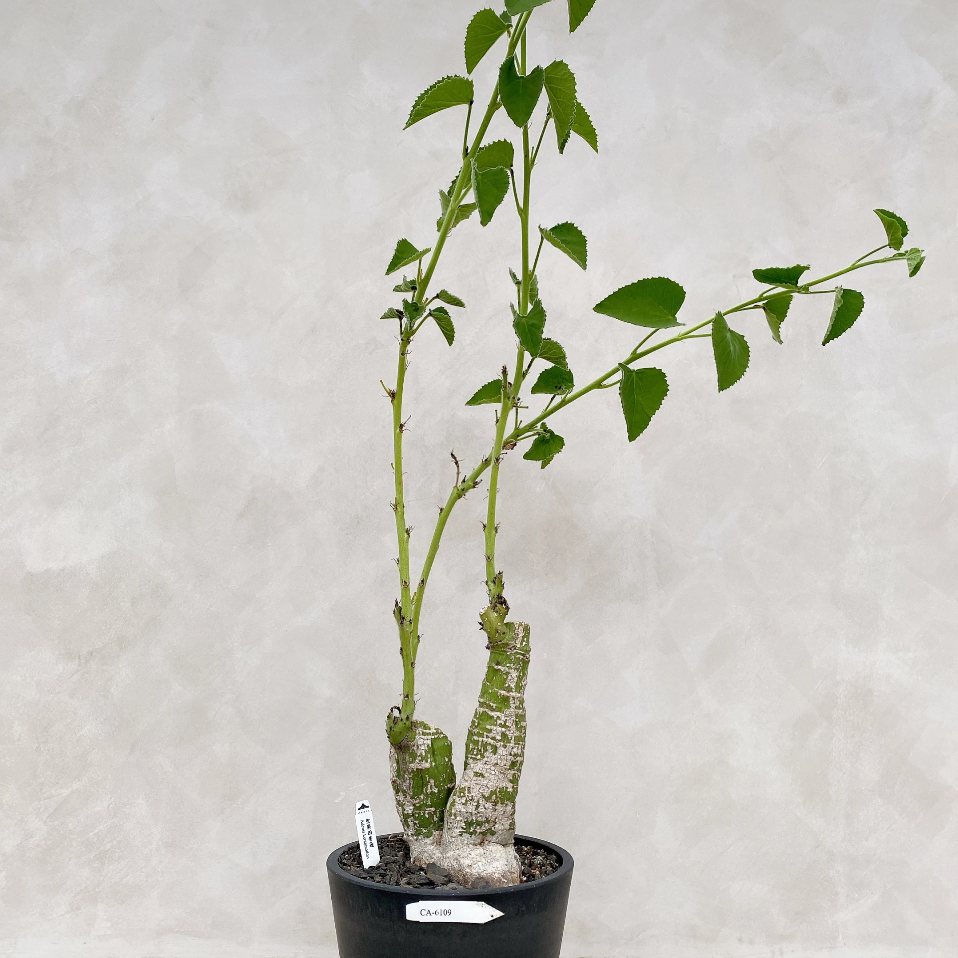 聖果西番蓮 Adenia keramanthus CA-6109