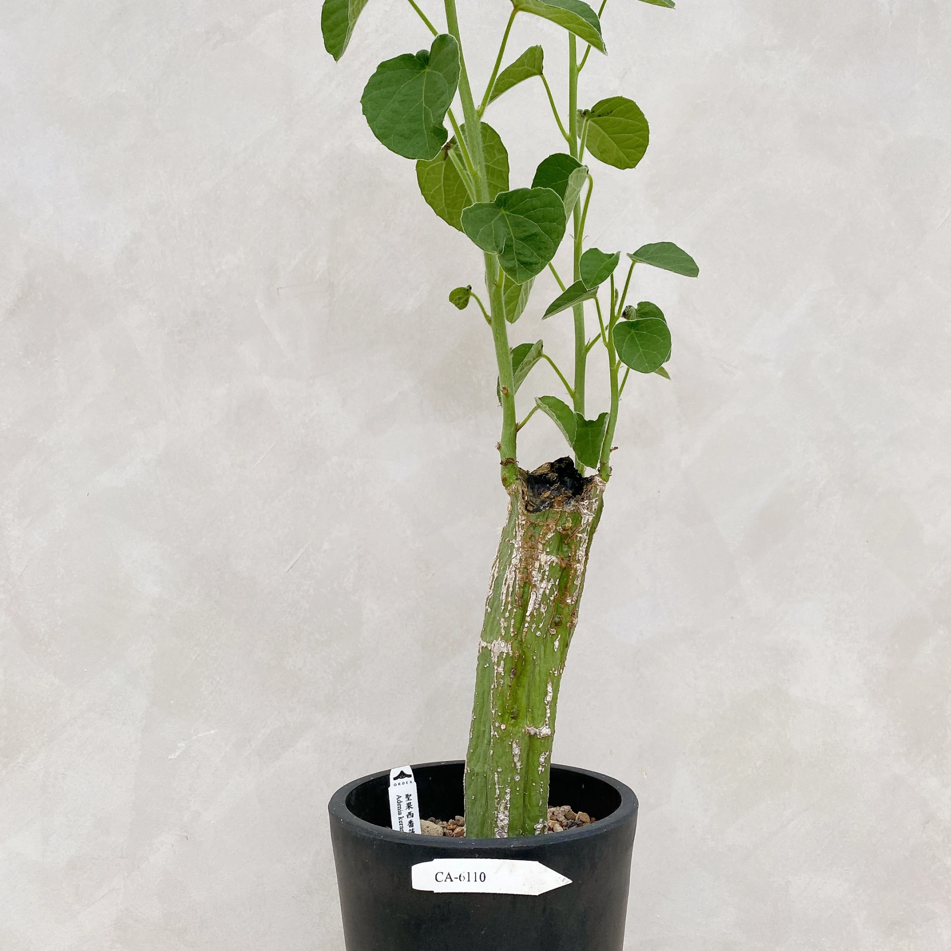 聖果西番蓮 Adenia keramanthus CA-6110